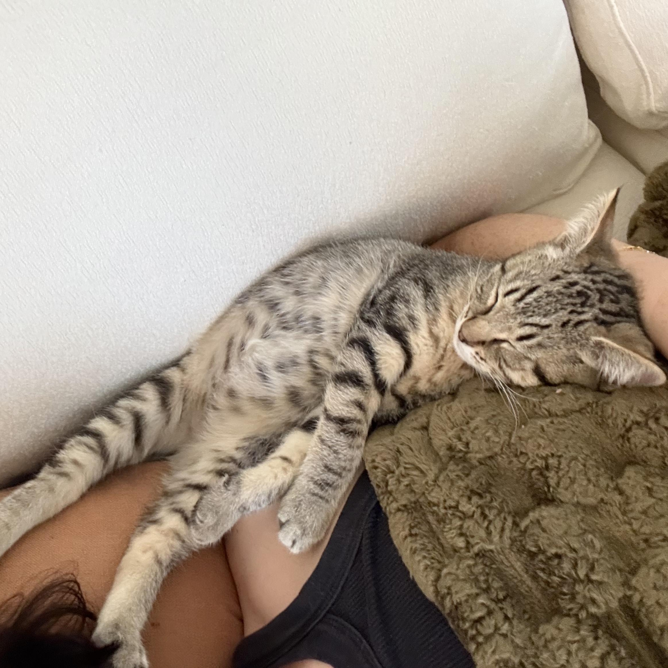 Enlarge Hank, a Adoptable Domestic Short Hair in Oceanside, CA image 4/6