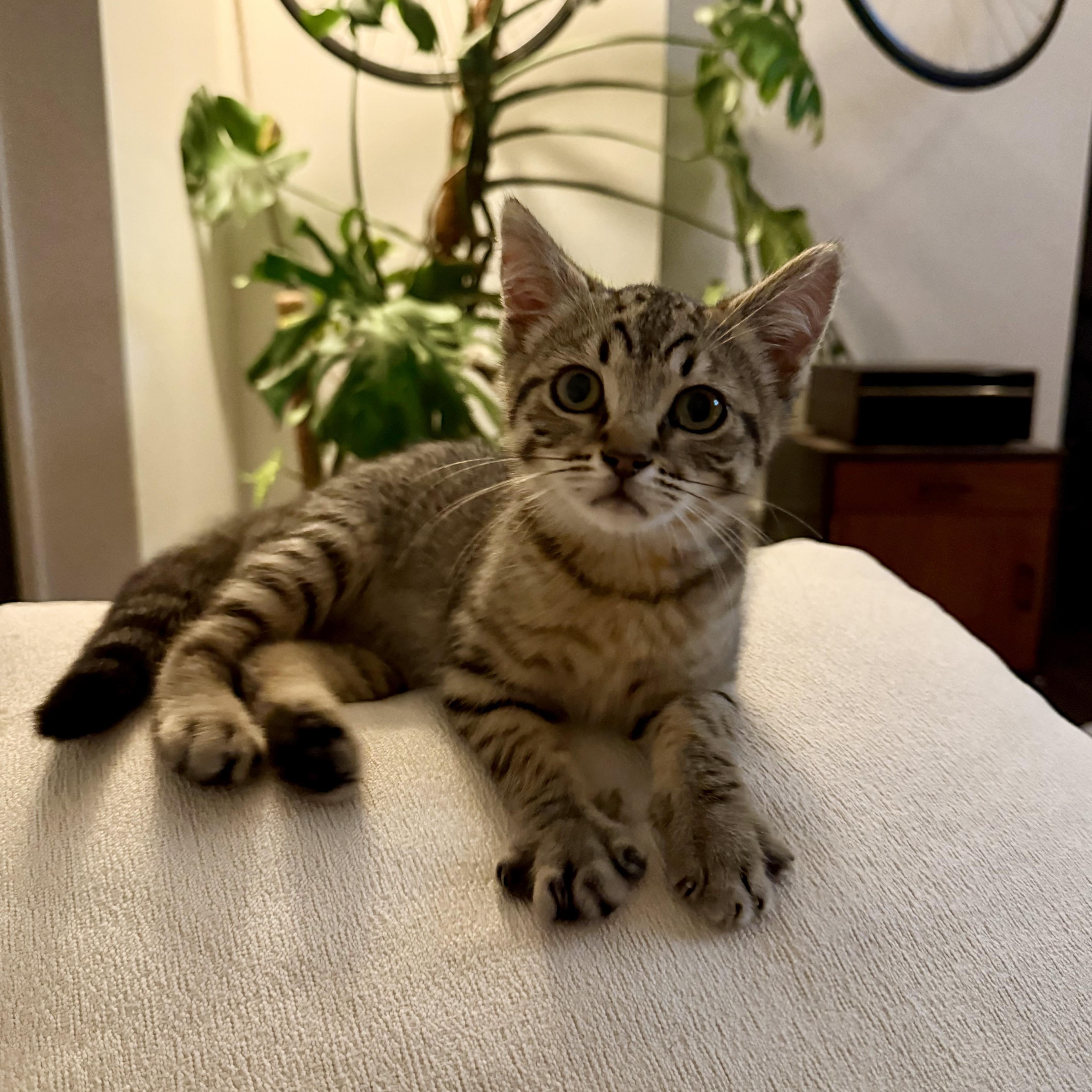 Enlarge Hank, a Adoptable Domestic Short Hair in Oceanside, CA image 5/6