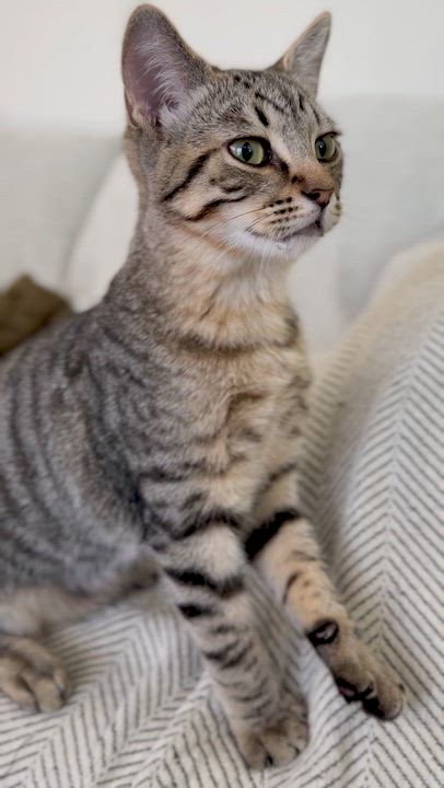 Enlarge Hank, a Adoptable Domestic Short Hair in Oceanside, CA video 6/6