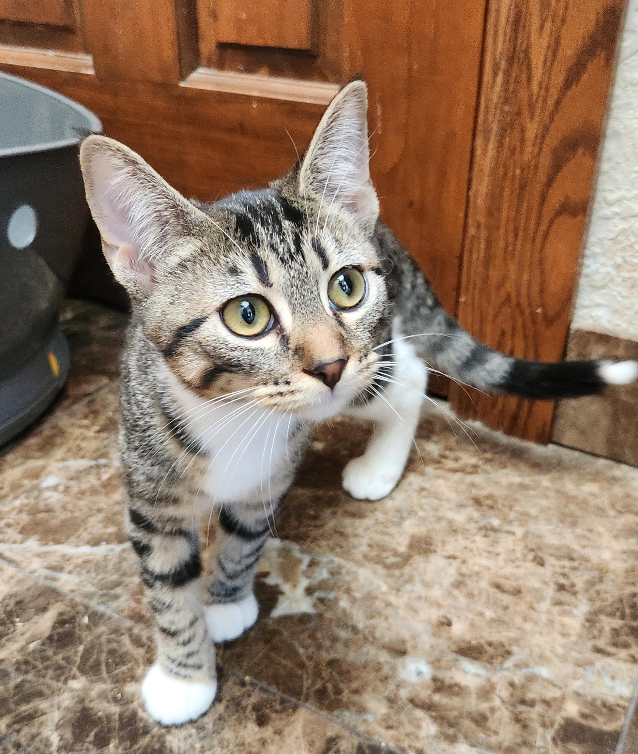 Enlarge Wren, a Adoptable mixed breed in Oklahoma City, OK image 1/4