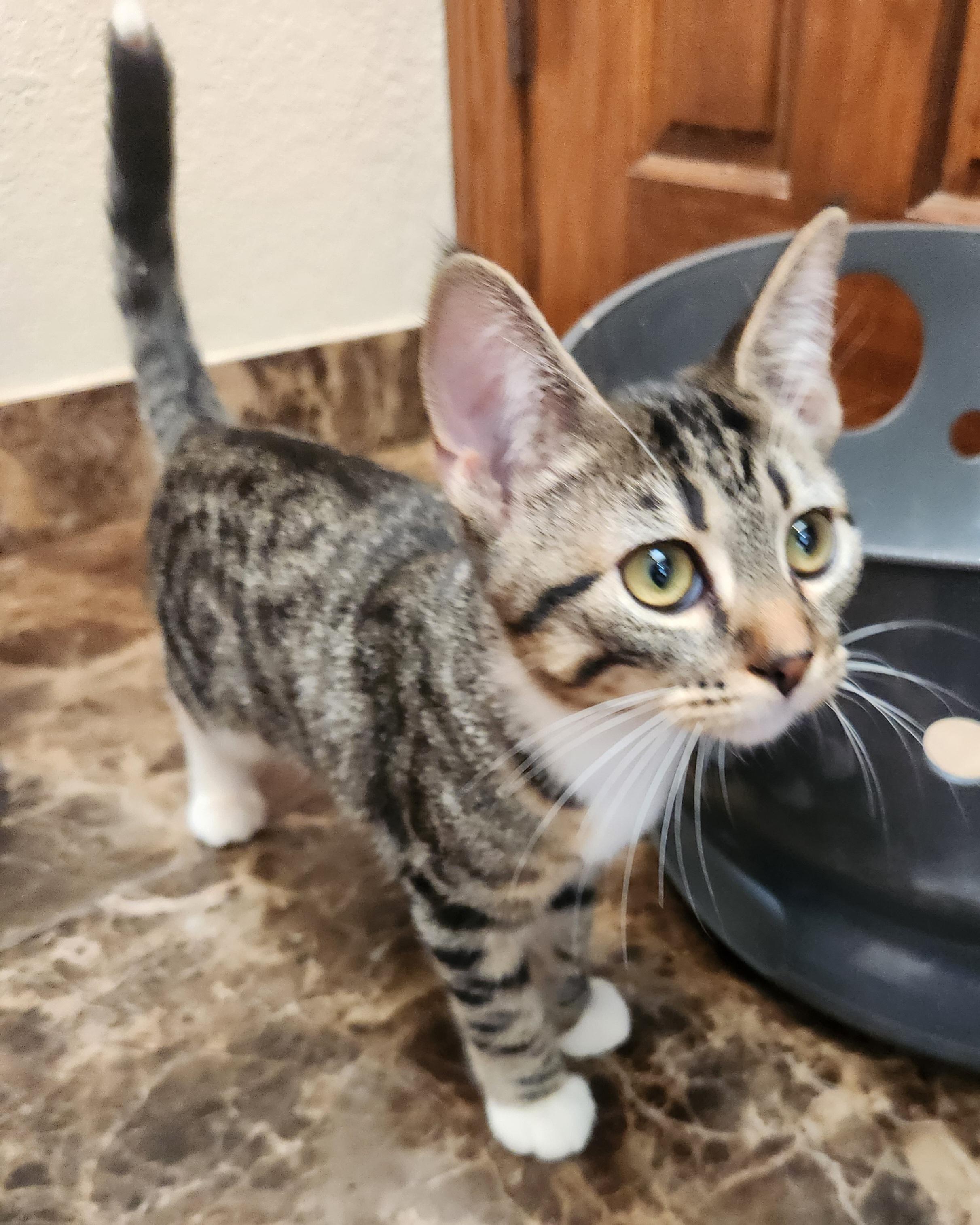 Enlarge Wren, a Adoptable mixed breed in Oklahoma City, OK image 2/4
