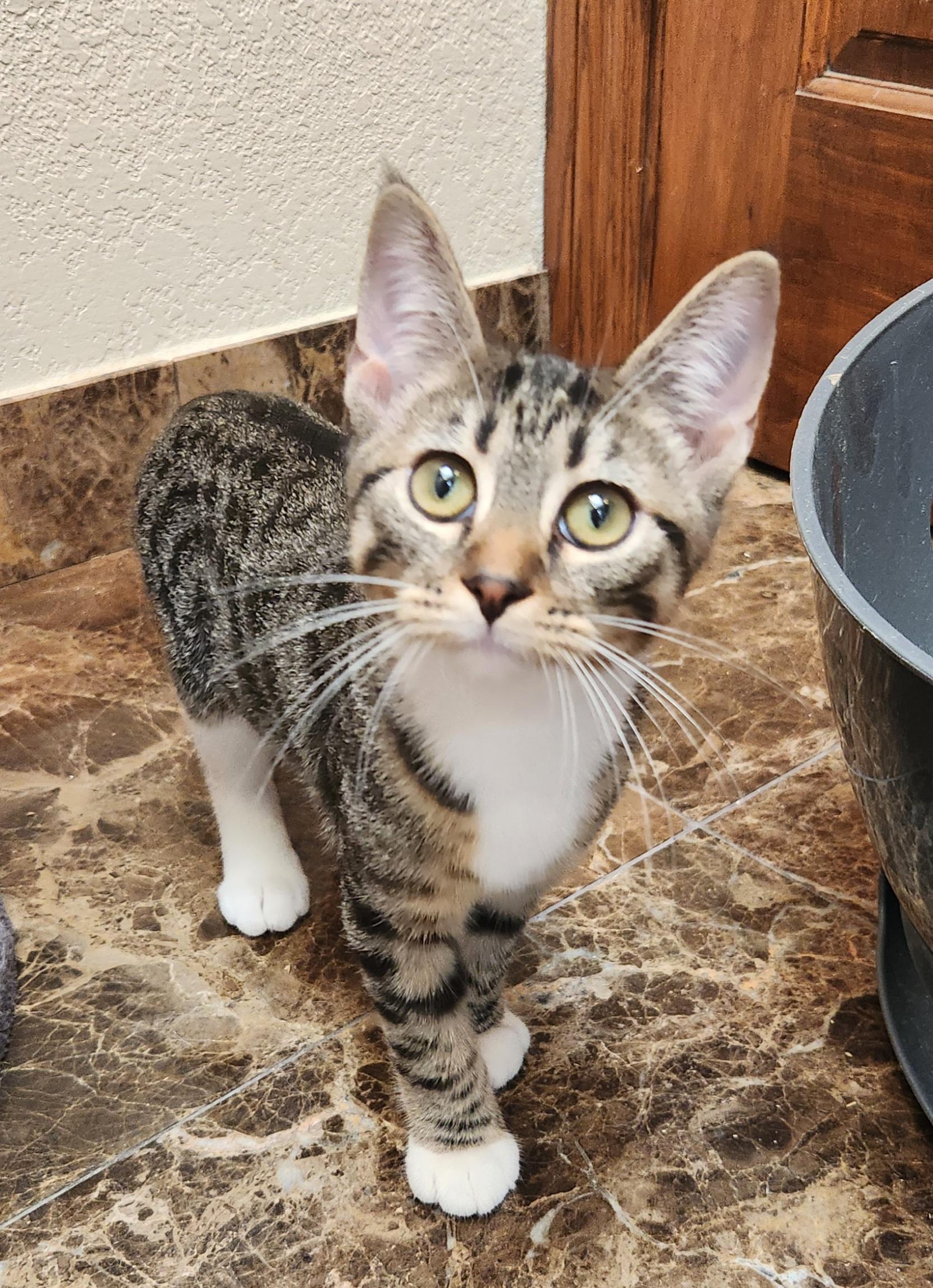 Enlarge Wren, a Adoptable mixed breed in Oklahoma City, OK image 3/4