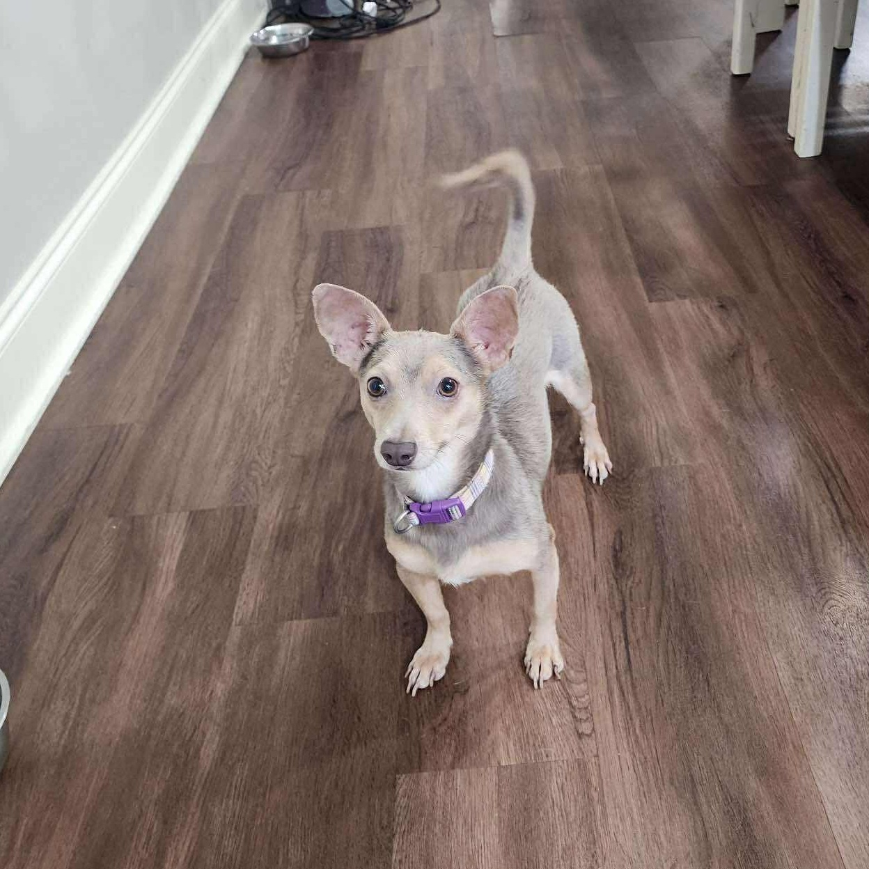 Muffie, Adoptable, Adult Female Dachshund & Chihuahua.