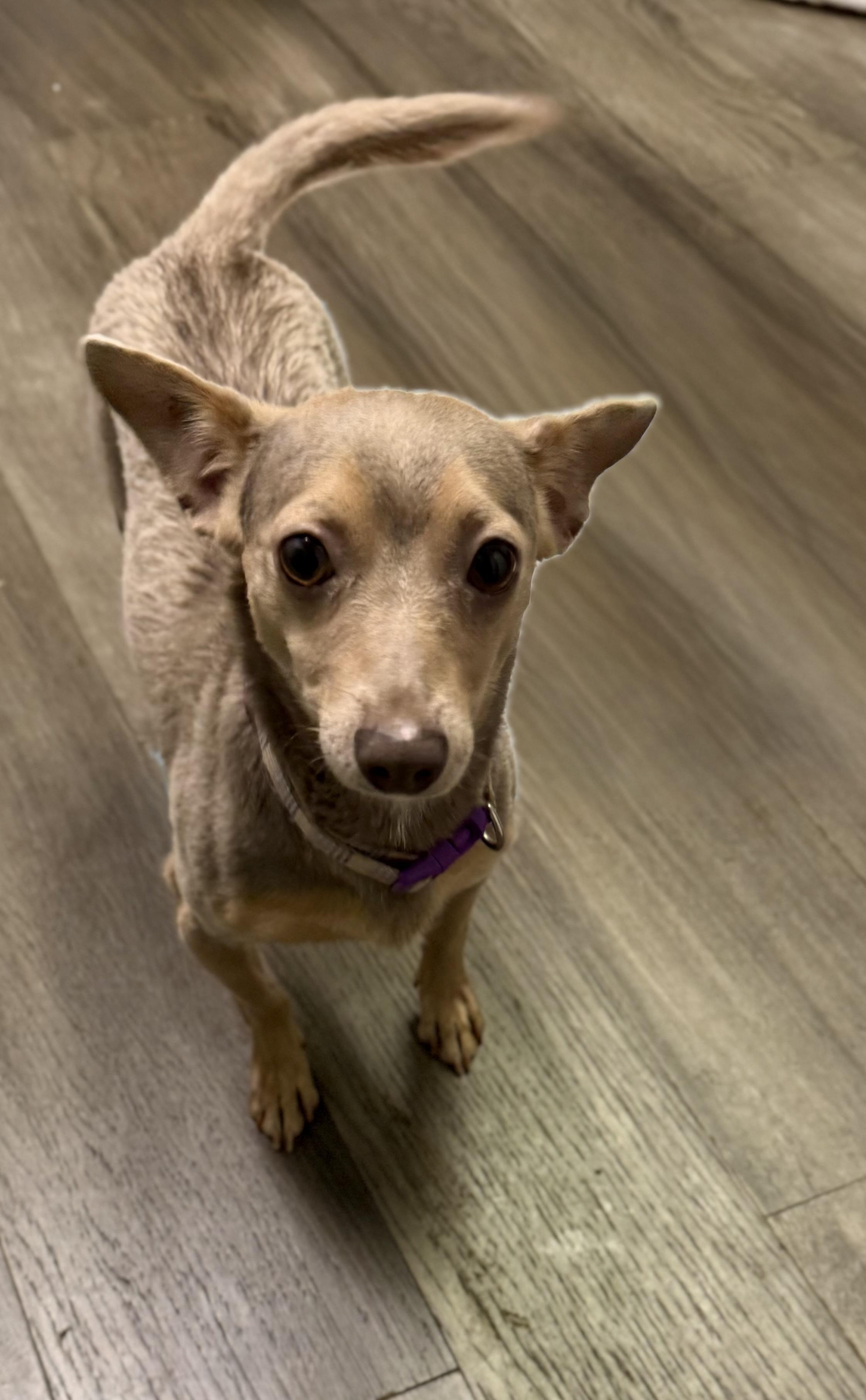 Muffie, a Adoptable mixed breed in Baton Rouge, LA image 2/2