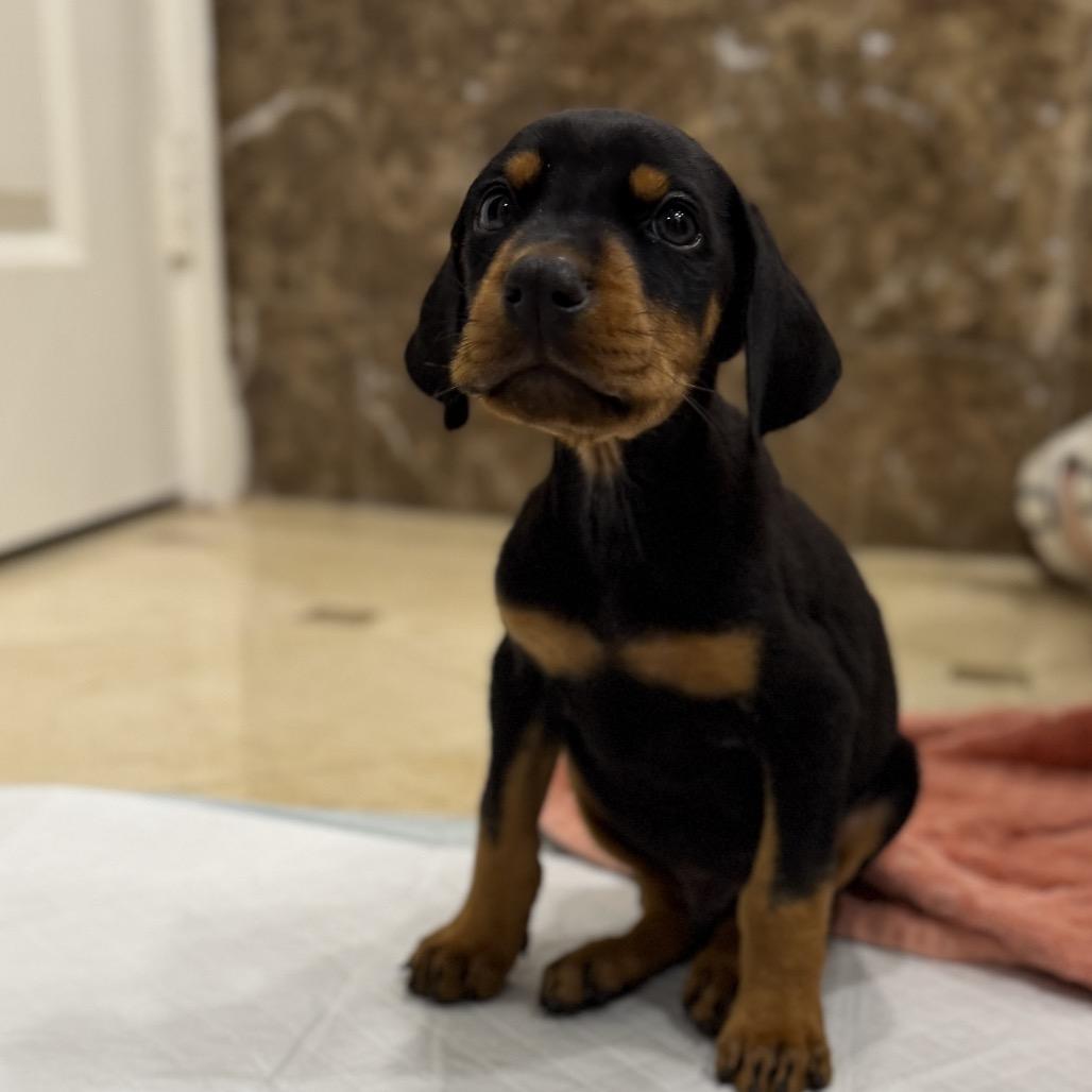 Muppet, Adoptable, Puppy Male Doberman Pinscher.