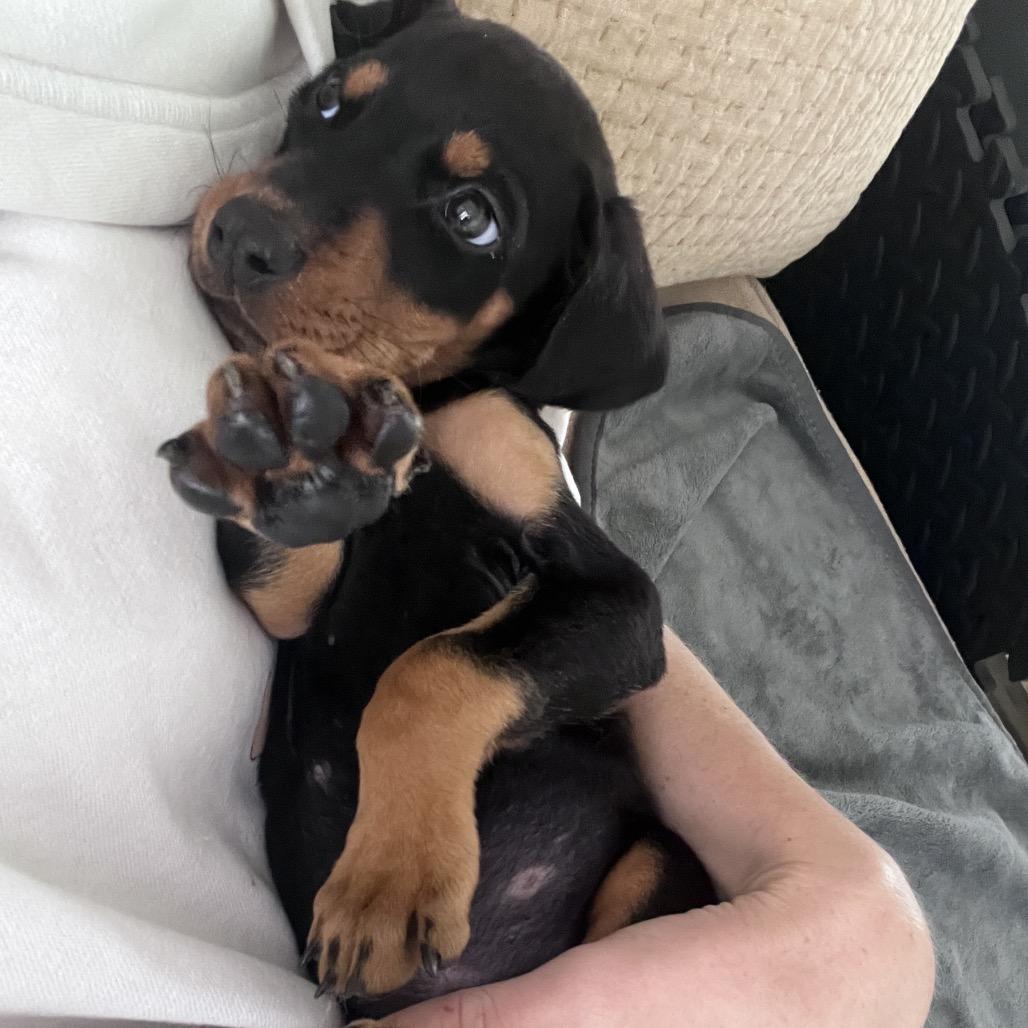 Muppet, a Adoptable Doberman Pinscher in Studio City, CA image 2/6