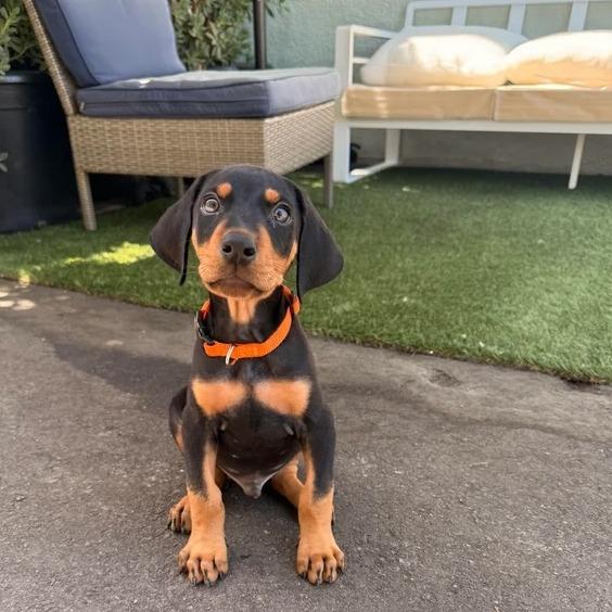 Muppet, a Adoptable Doberman Pinscher in Studio City, CA image 4/6