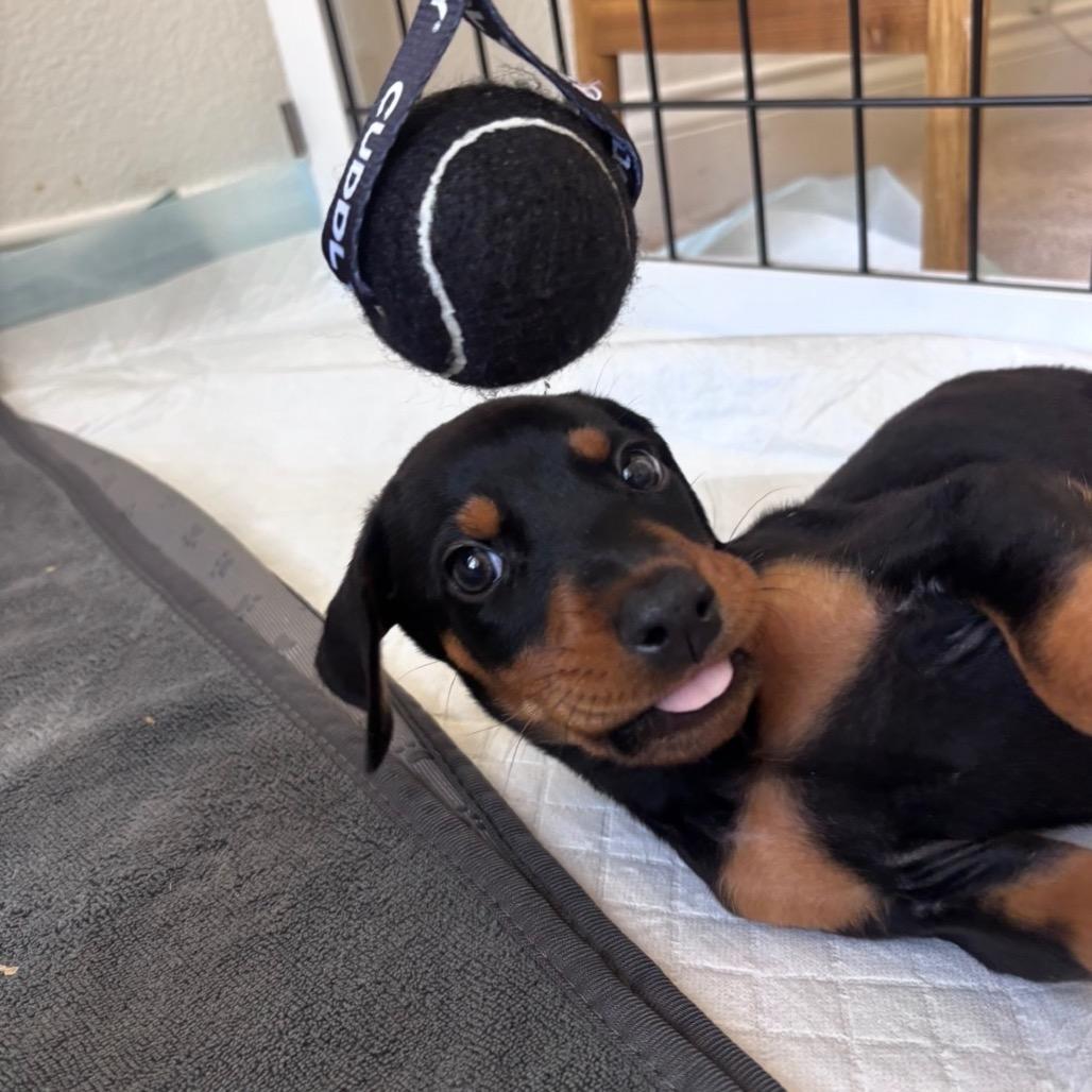 Muppet, a Adoptable Doberman Pinscher in Studio City, CA image 5/6
