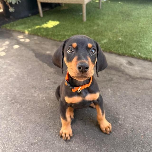 Muppet, a Adoptable Doberman Pinscher in Studio City, CA image 6/6