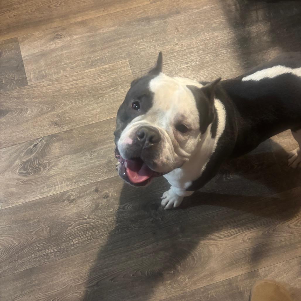 Carlos, Adoptable, Adult Male English Bulldog & Mixed Breed.