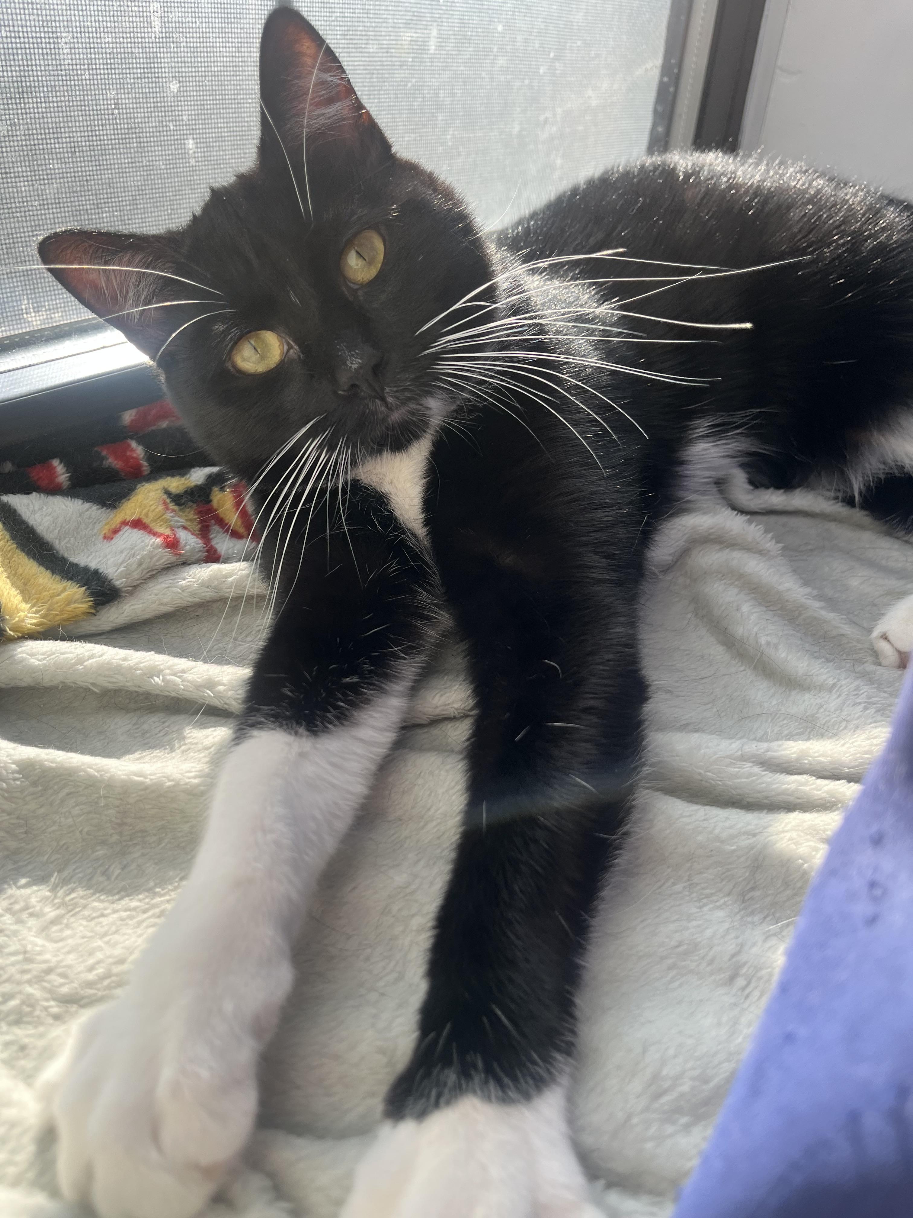 Elsie, a ADOPTABLE Domestic Short Hair in Ridgewood, NY image 2/4