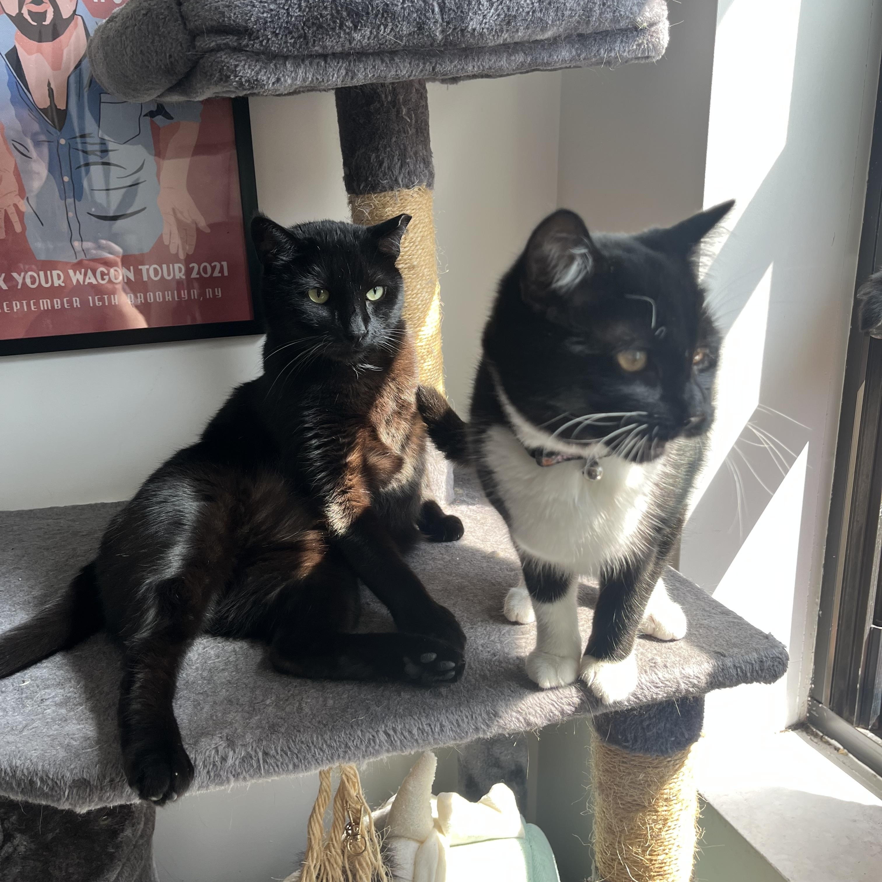 Elsie, a ADOPTABLE Domestic Short Hair in Ridgewood, NY image 4/4