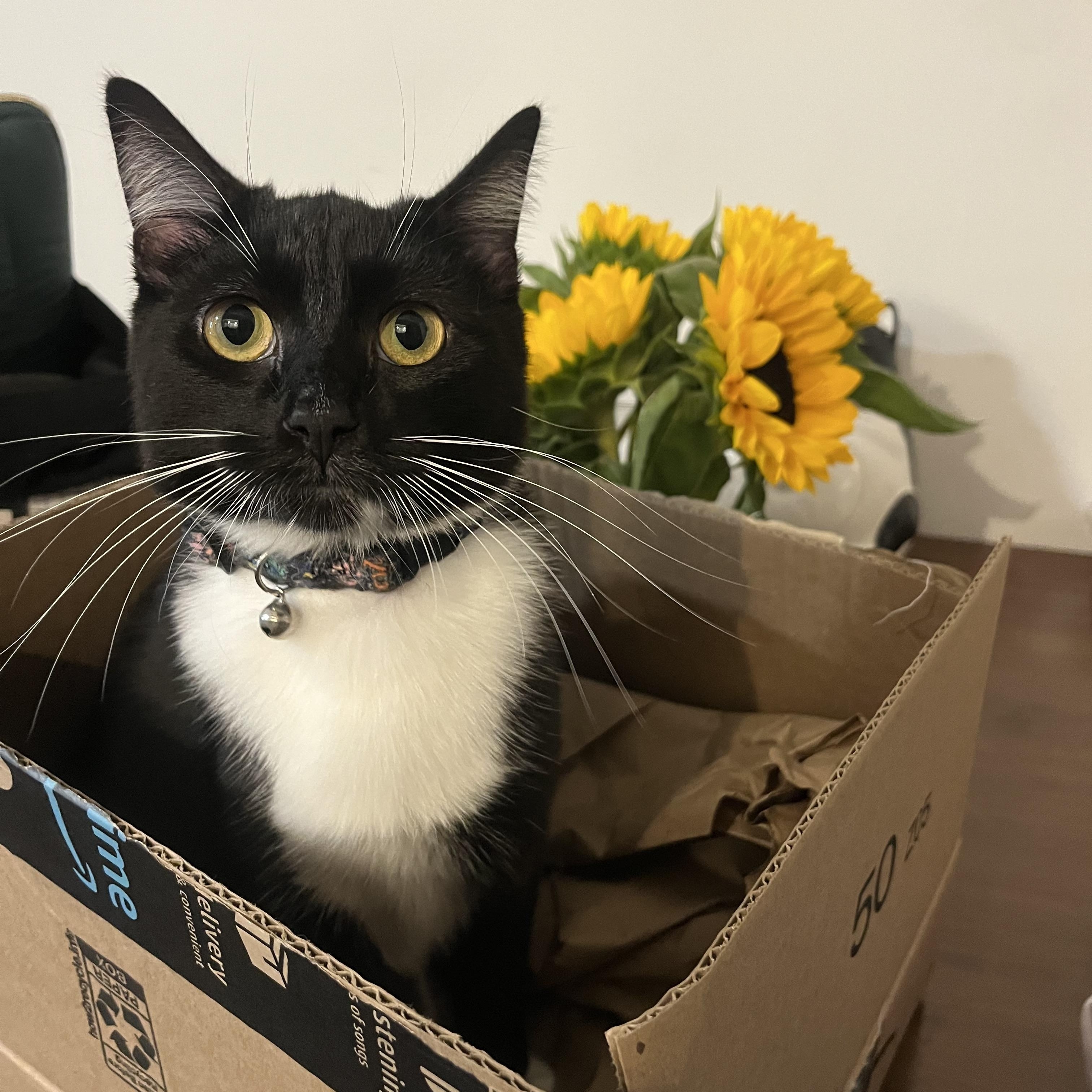 Elsie, a ADOPTABLE Domestic Short Hair in Ridgewood, NY image 1/4