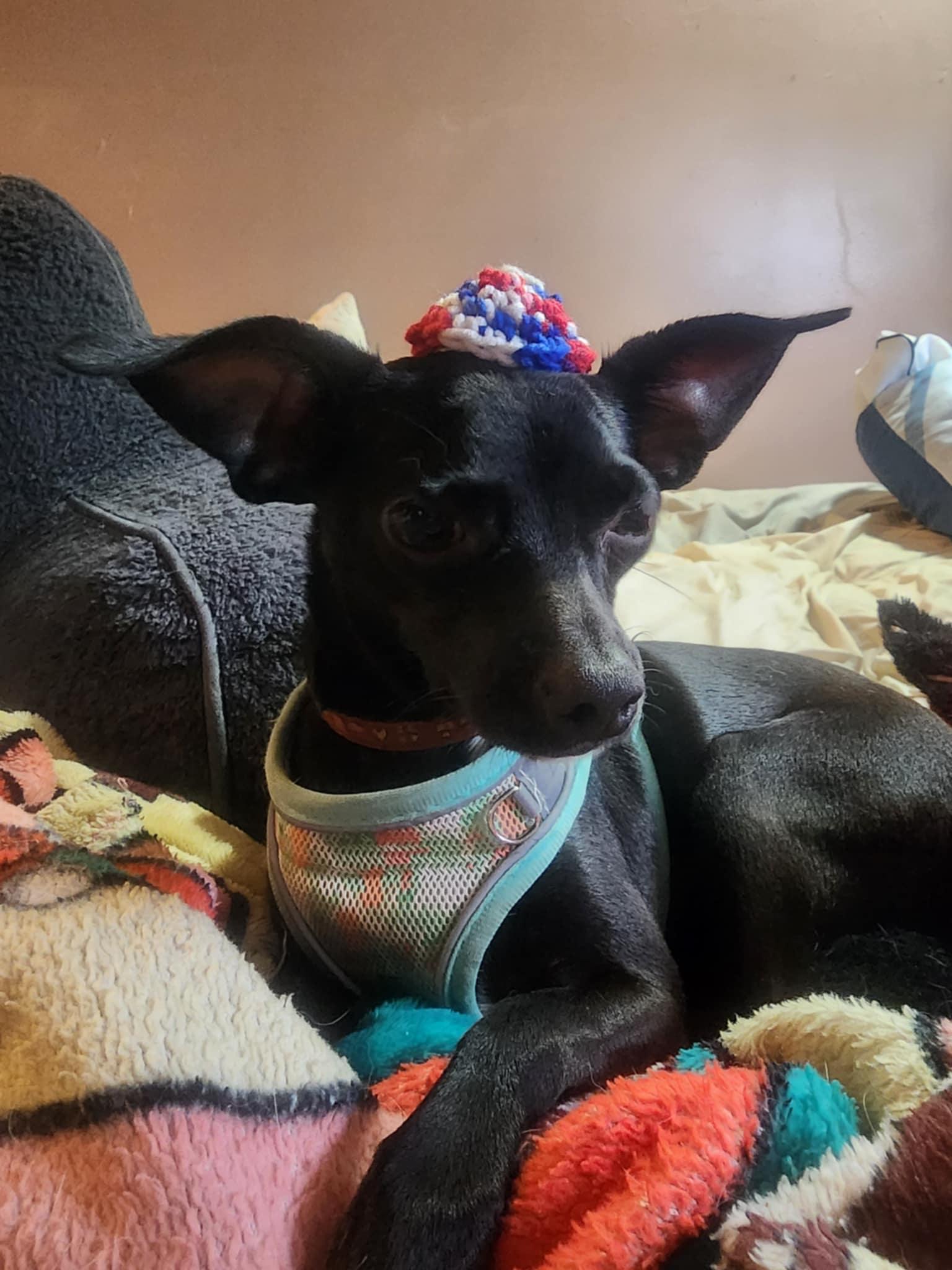 Daisy (fenced yard required), Adult Female Chihuahua
