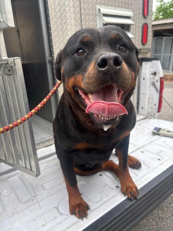 Enlarge Calliope, a Adoptable Rottweiler in Supply, NC image 1/2