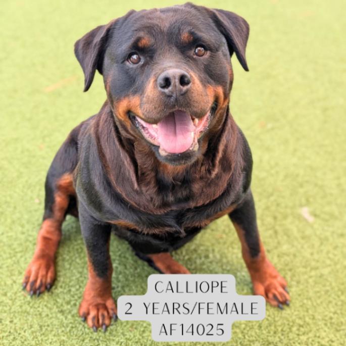 Enlarge Calliope, a Adoptable Rottweiler in Supply, NC image 2/2