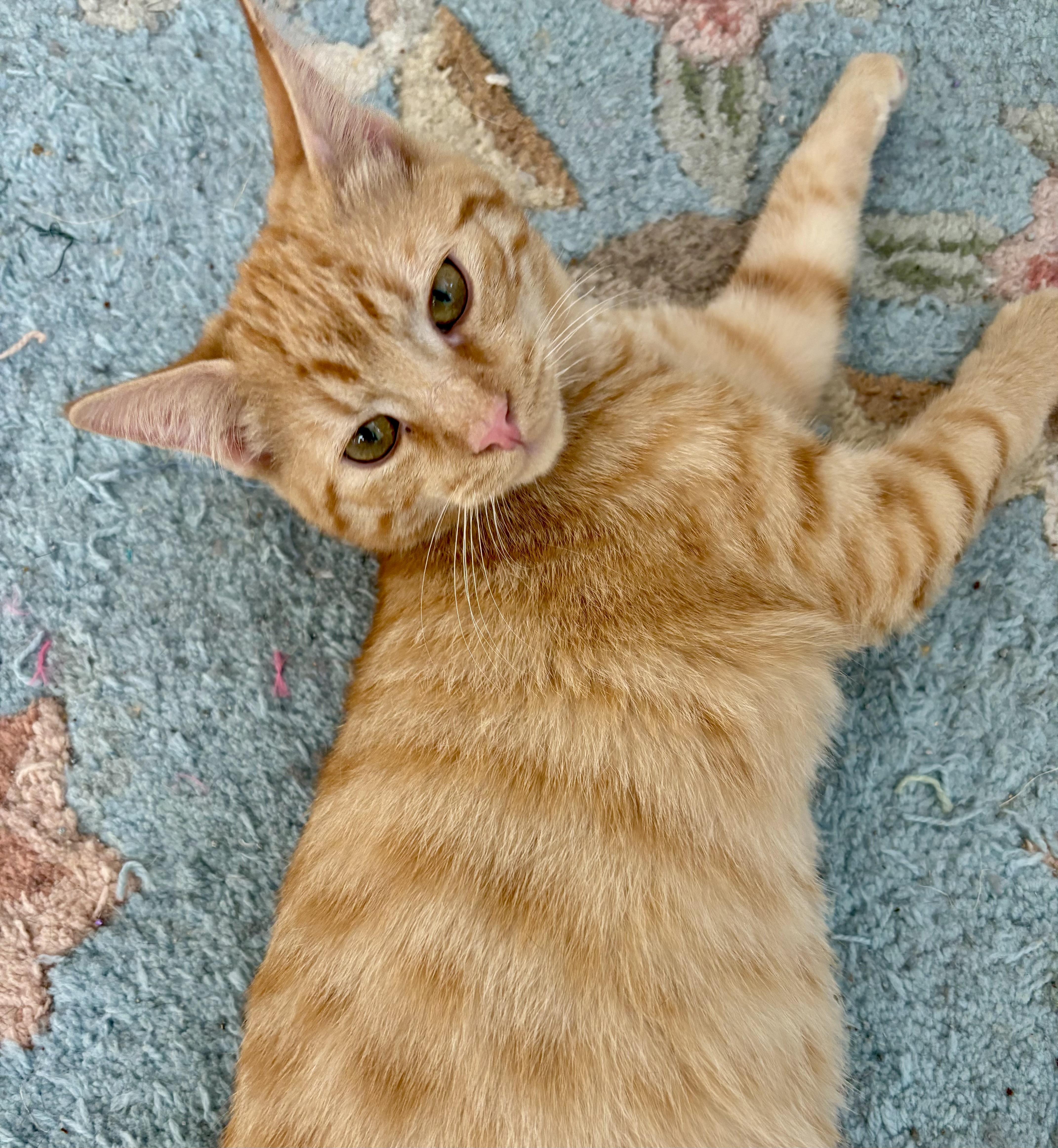 Spiceman, Adoptable, Young Male Domestic Short Hair.