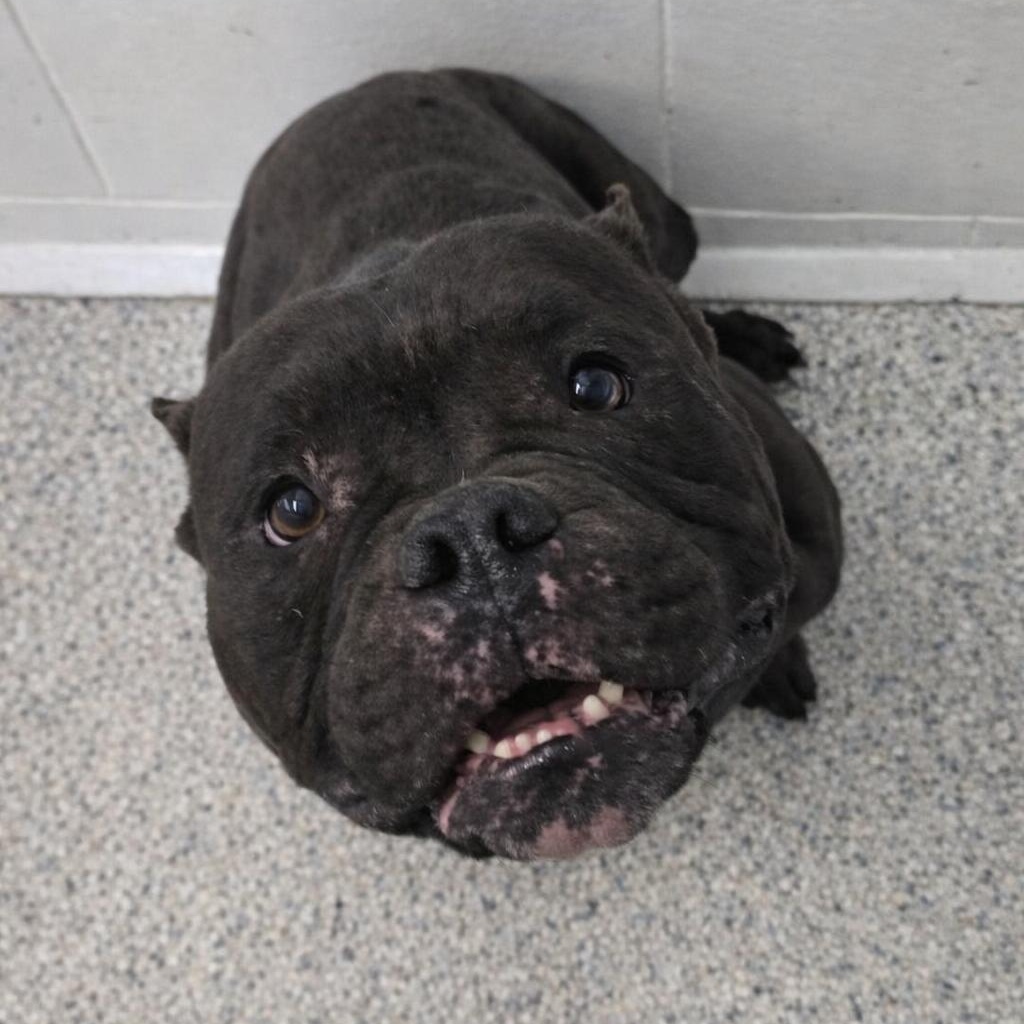 Enlarge Dior, an adoptable American Bully in Orange, VA image 4/4