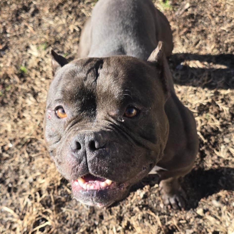 Enlarge Dior, an adoptable American Bully in Orange, VA image 1/4