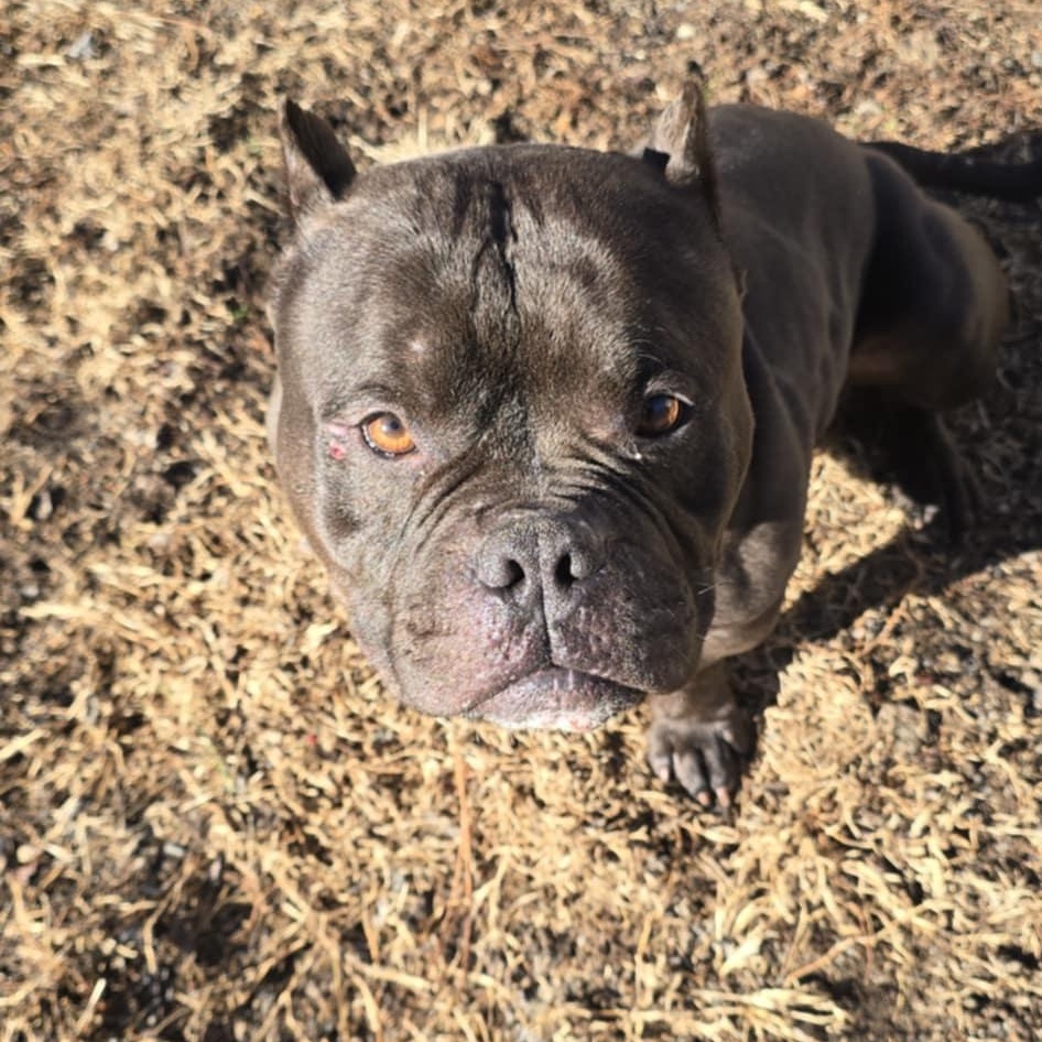 Enlarge Dior, an adoptable American Bully in Orange, VA image 2/4