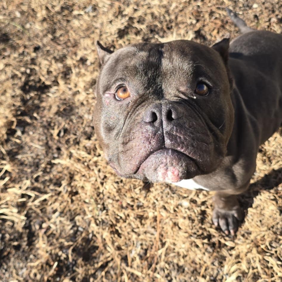 Enlarge Dior, an adoptable American Bully in Orange, VA image 3/4