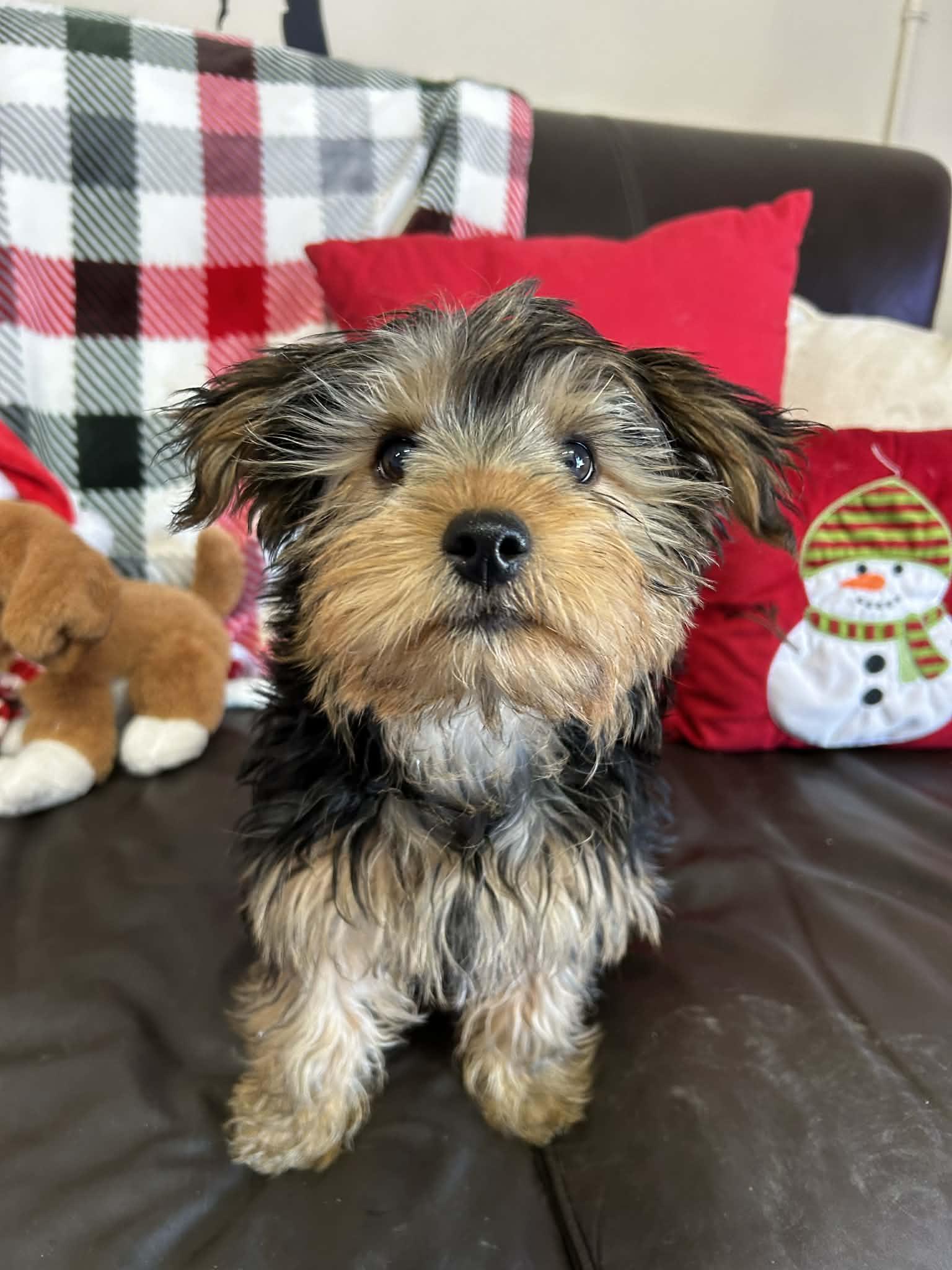 Enlarge Raisin, a Adopted Yorkshire Terrier in Kansas City, MO image 2/2