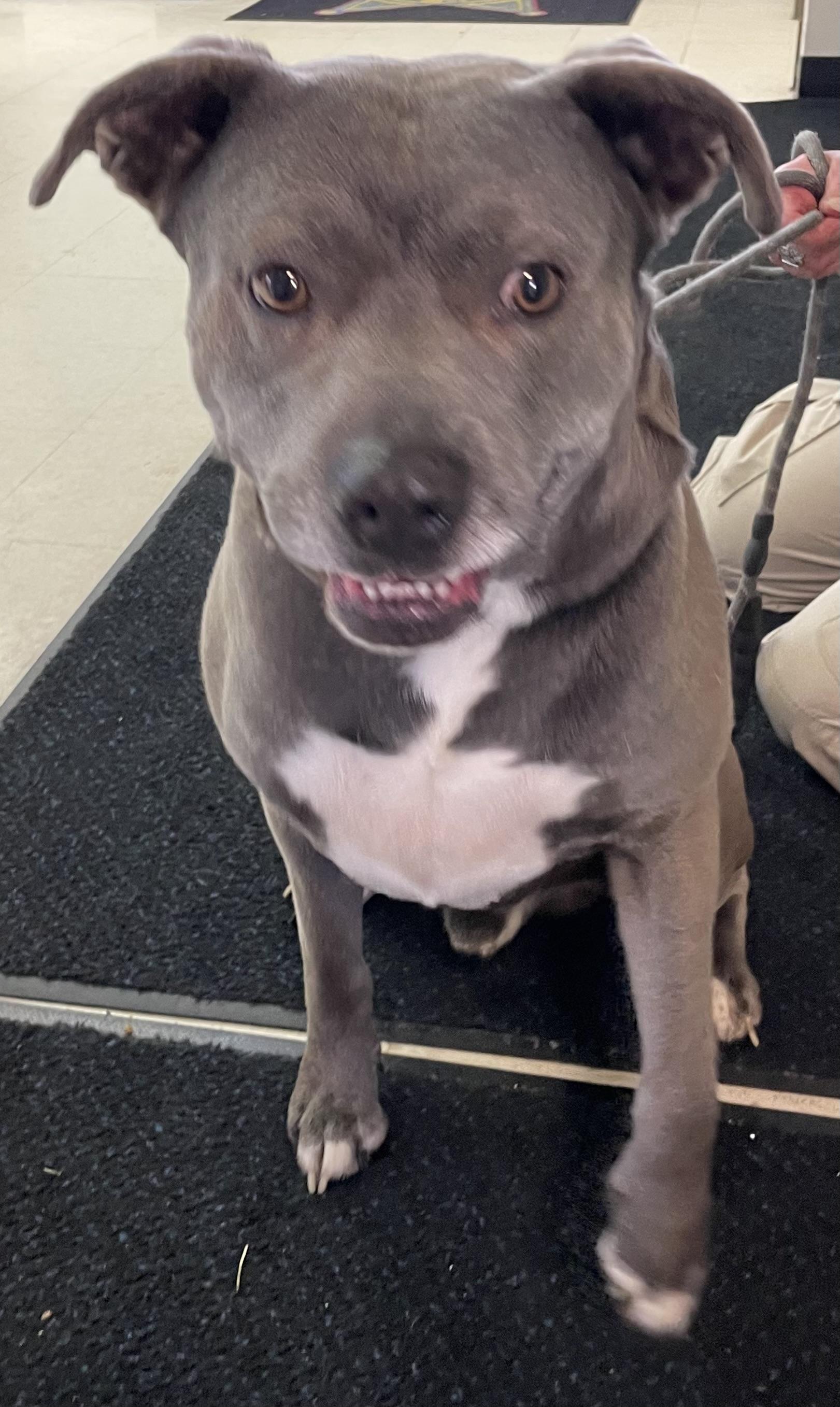 Enlarge Chunk AVAILABLE , a ADOPTABLE mixed breed in Canton, OH image 5/5