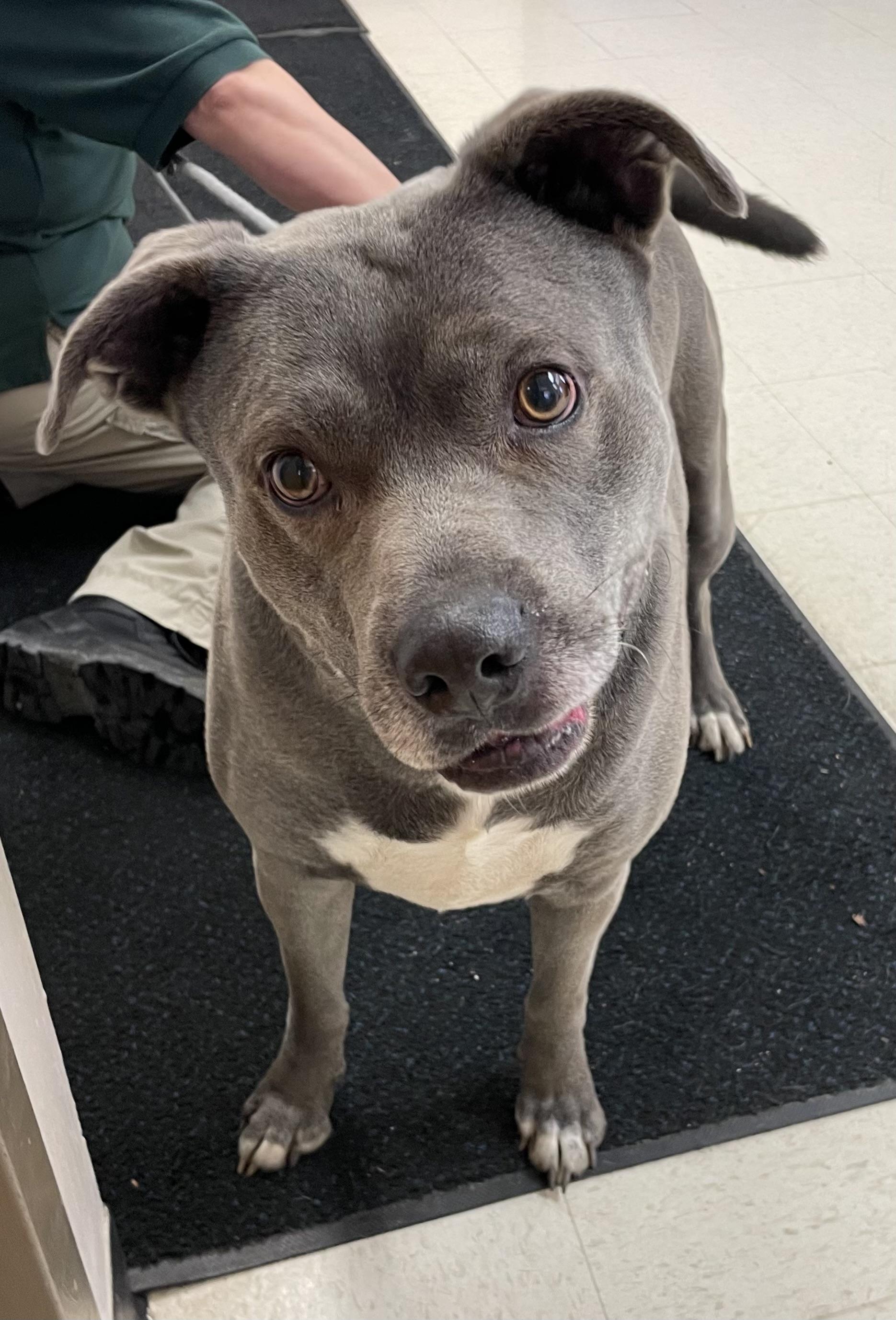 Enlarge Chunk AVAILABLE , a ADOPTABLE mixed breed in Canton, OH image 4/5