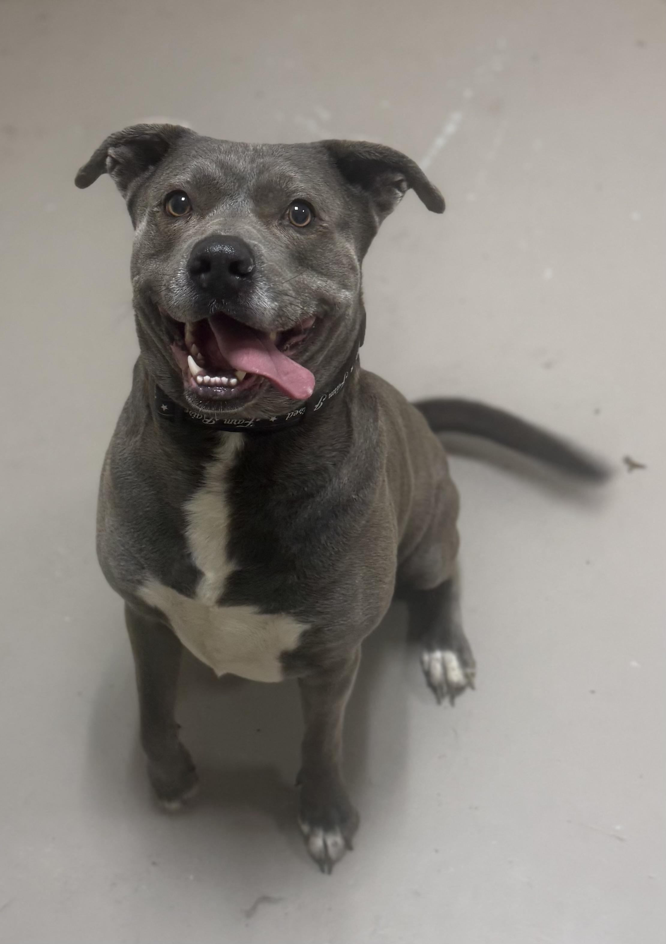 Enlarge Chunk AVAILABLE , a ADOPTABLE mixed breed in Canton, OH image 3/5