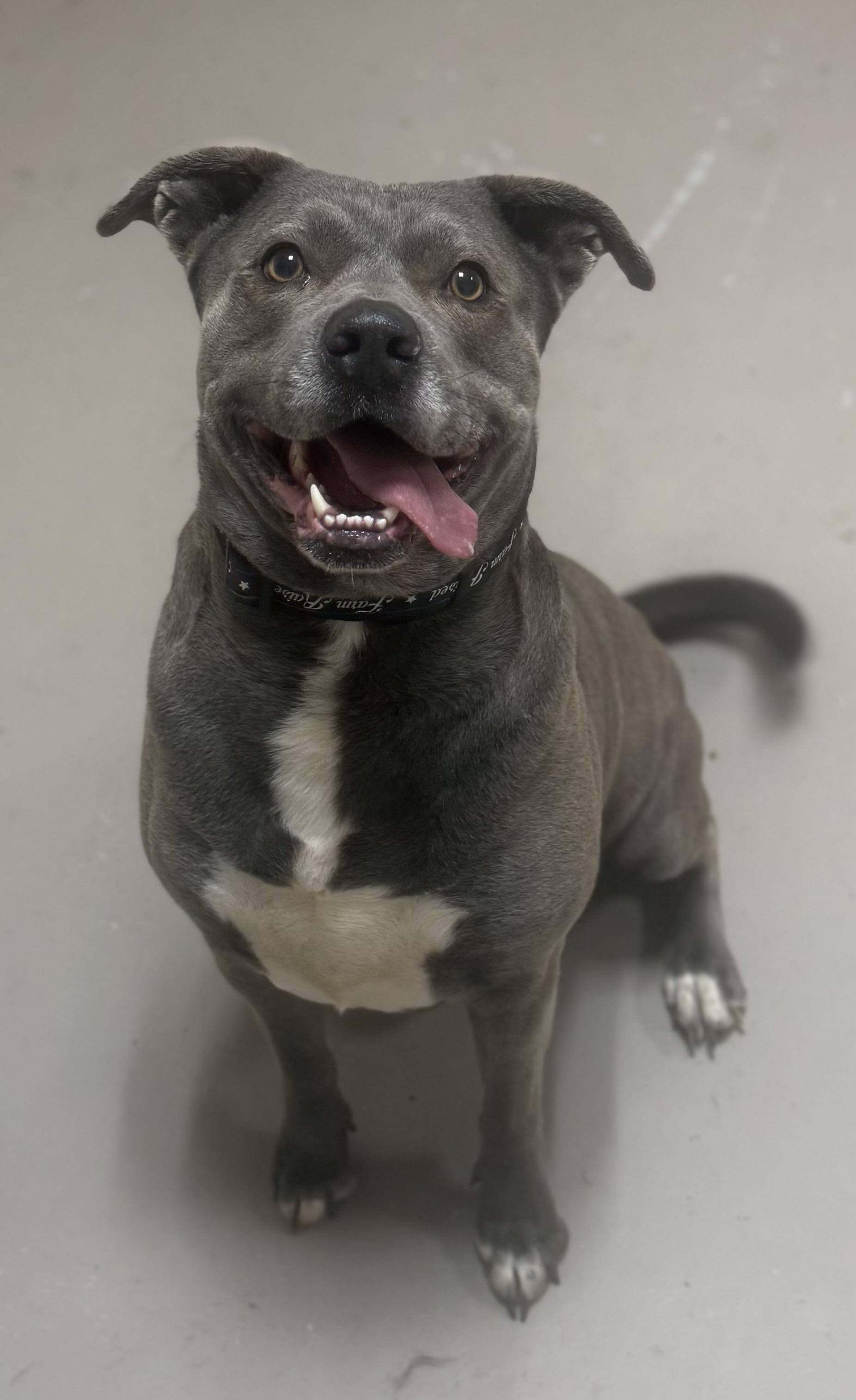 Chunk AVAILABLE , ADOPTABLE, Adult Male Akita & American Bully.