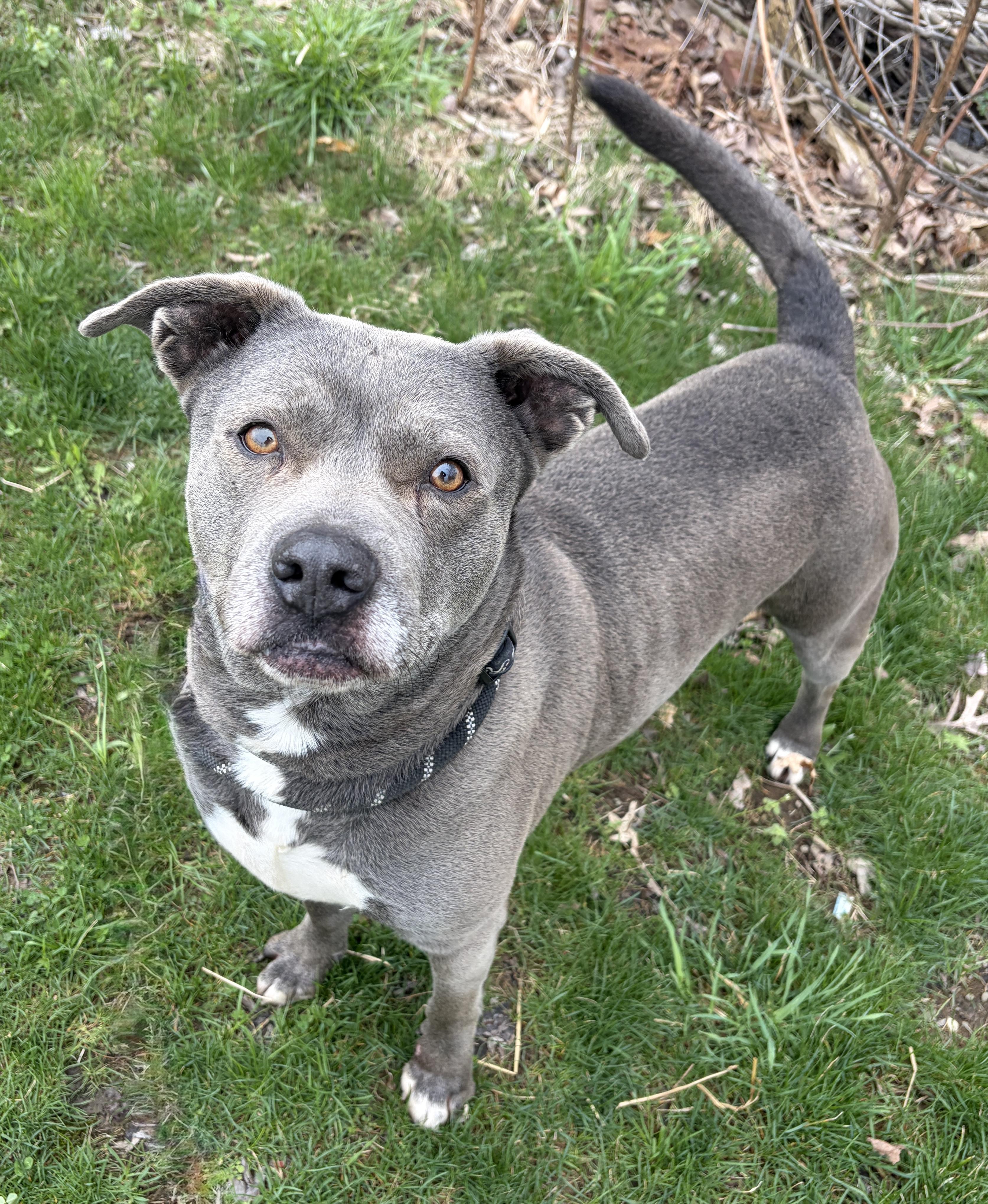 Chunk AVAILABLE, adoptable, Adult Male Akita & American Bully.