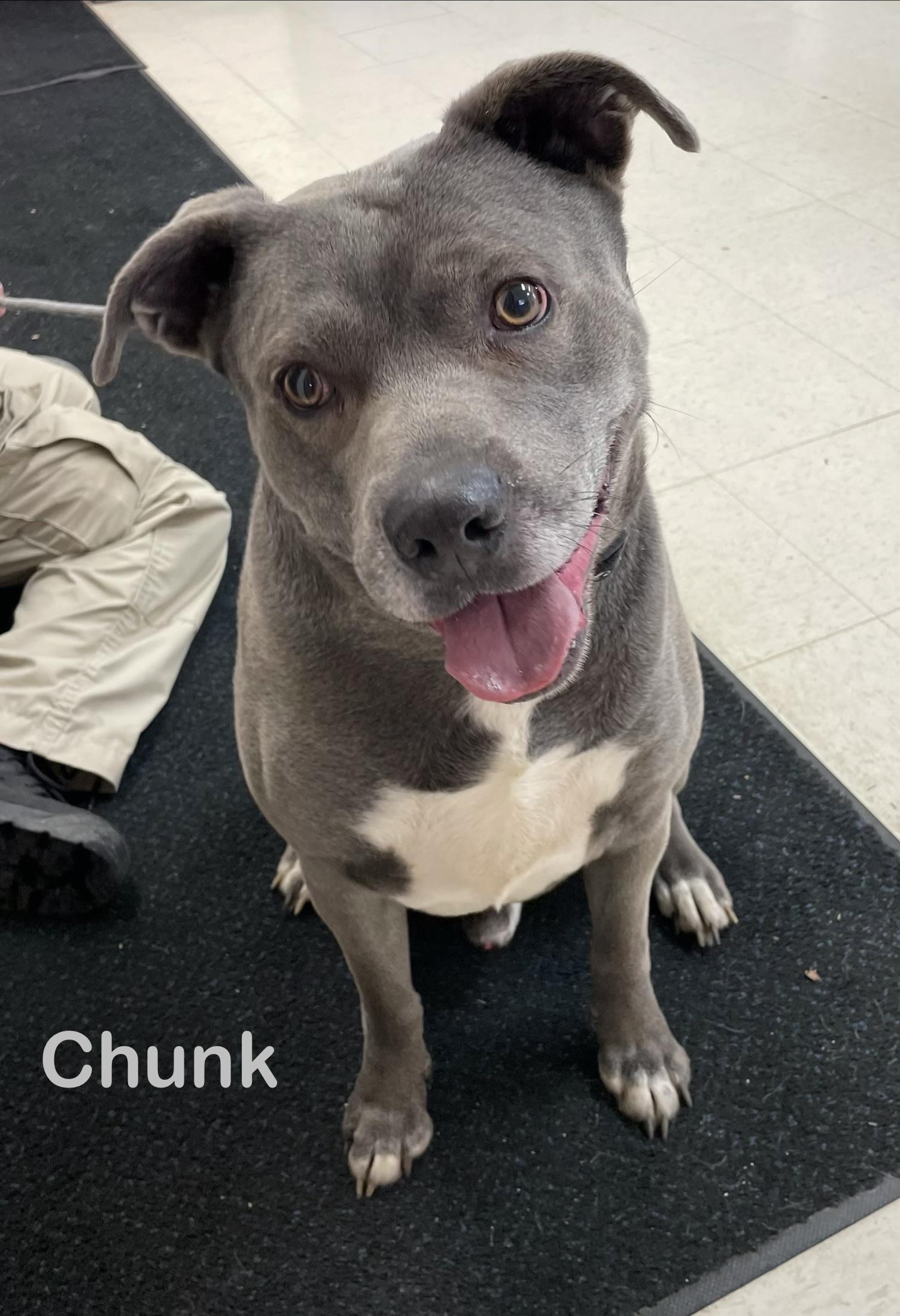Enlarge Chunk AVAILABLE , a ADOPTABLE mixed breed in Canton, OH image 2/5