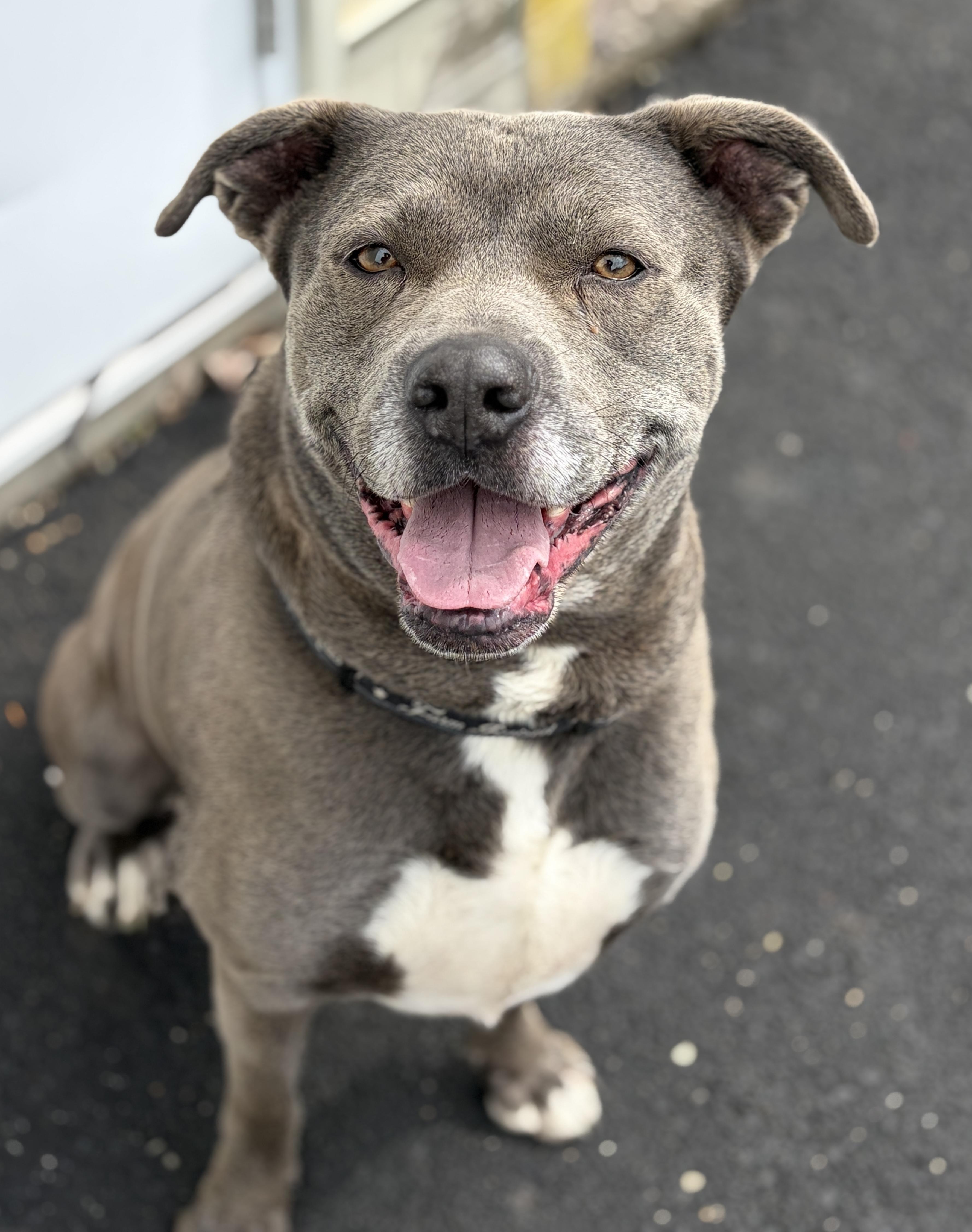 Chunk AVAILABLE, adoptable, Adult Male Akita & American Bully.