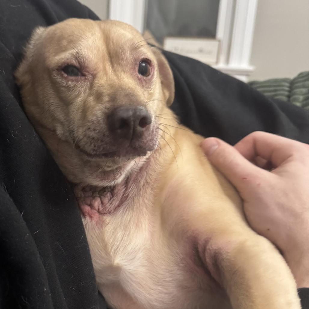 Enlarge Archie, a Adoptable mixed breed in Avon, OH image 1/4