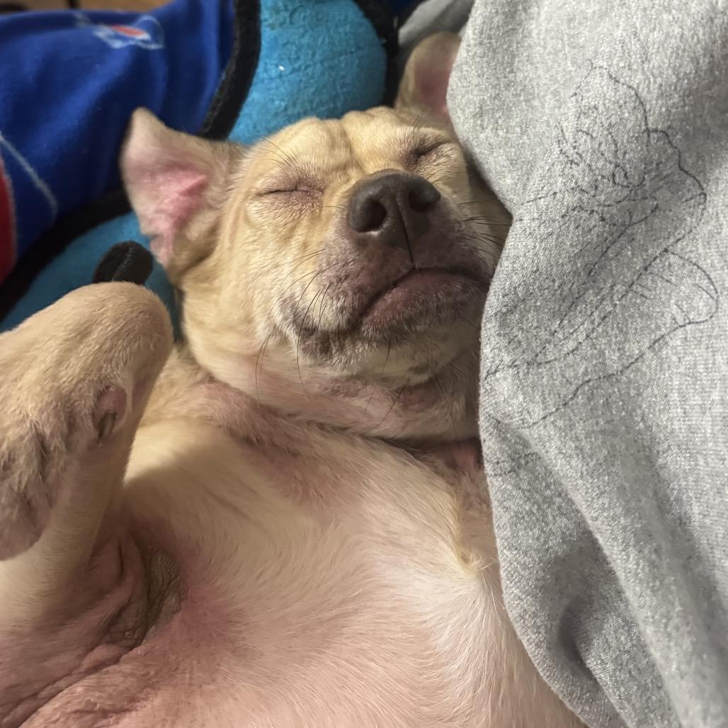 Enlarge Archie, a Adoptable mixed breed in Avon, OH image 2/4