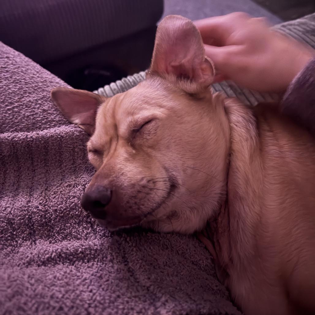 Enlarge Archie, a Adoptable mixed breed in Avon, OH image 3/4