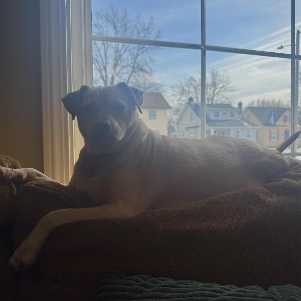 Enlarge Archie, a Adoptable mixed breed in Avon, OH image 4/4