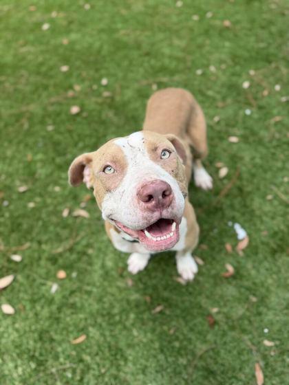 Kaiser - 2, Adoptable, Young Male Pit Bull Terrier & Mixed Breed.
