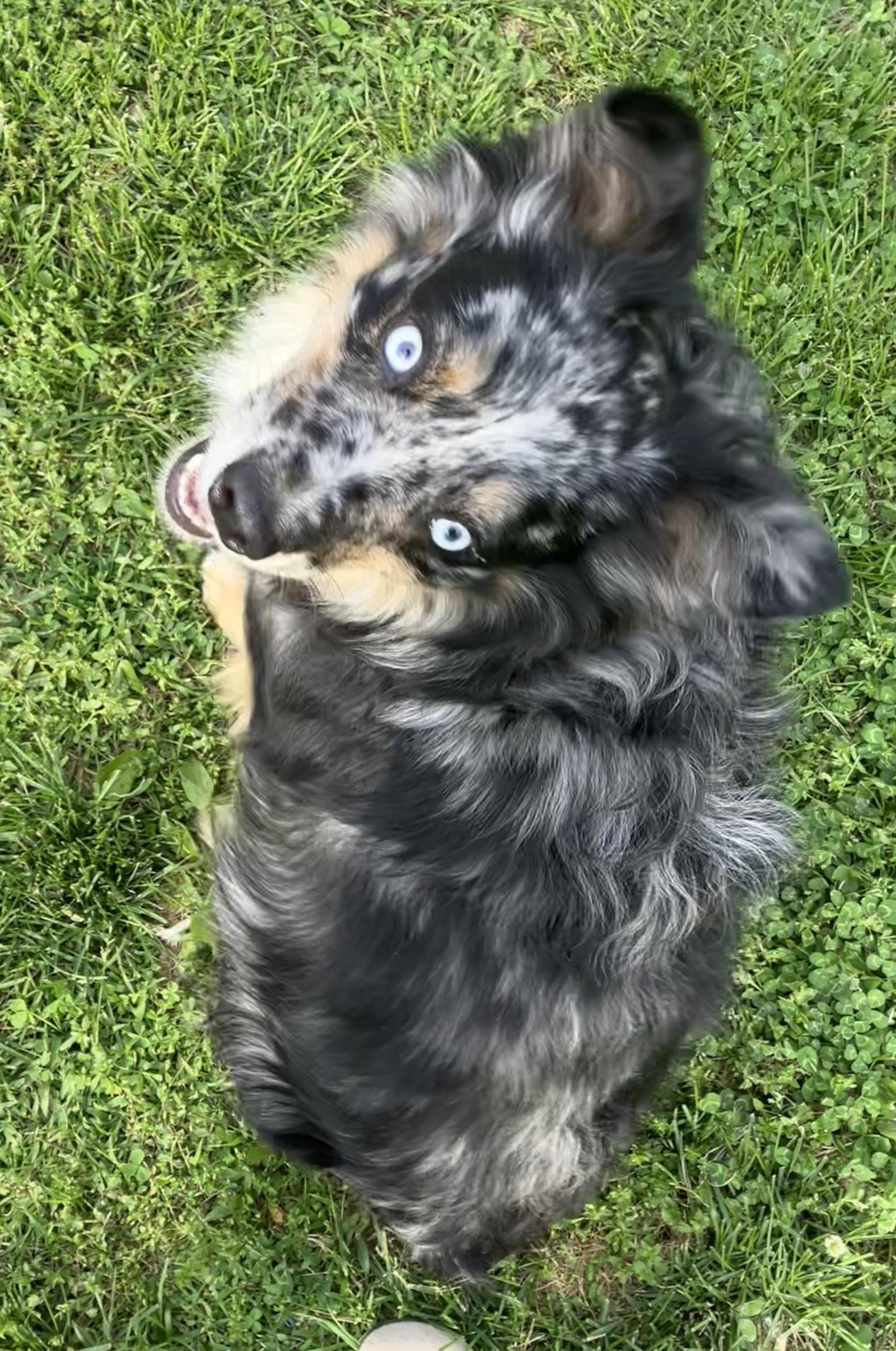 Sheldon, Adoptable, Young Male Australian Shepherd.