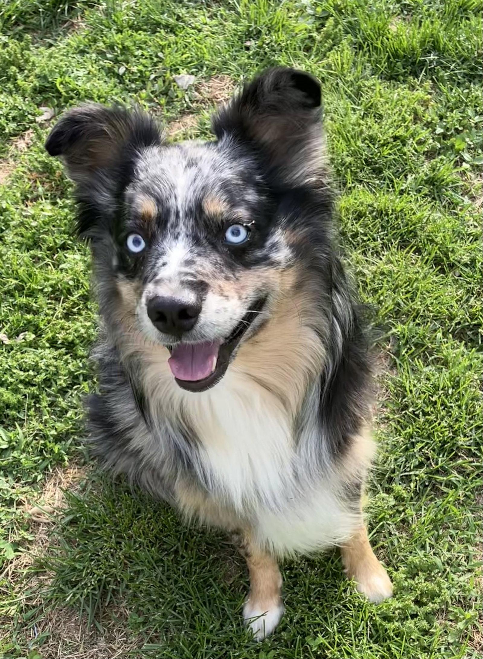 Sheldon, a Adoptable Australian Shepherd in Wilmington, DE image 2/3
