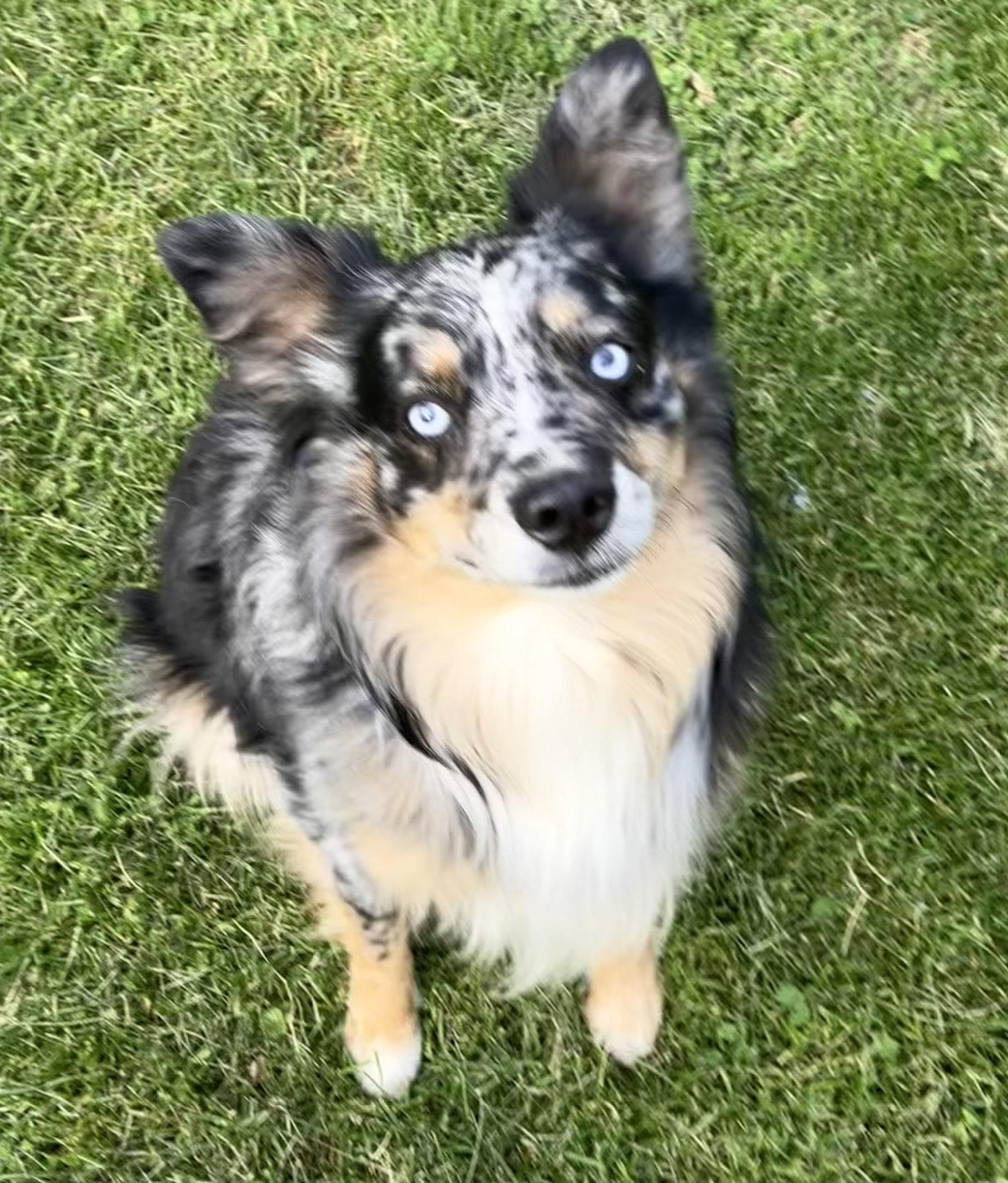 Sheldon, a Adoptable Australian Shepherd in Wilmington, DE image 3/3