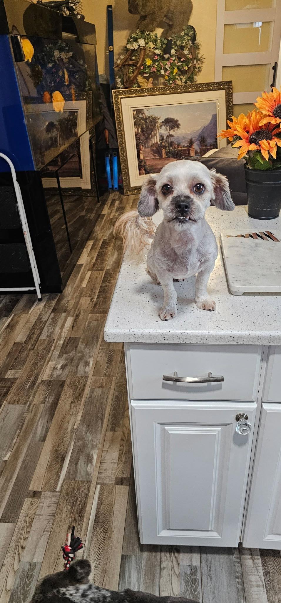 Pepper, Adoptable, Young Female Shih Tzu & Poodle.