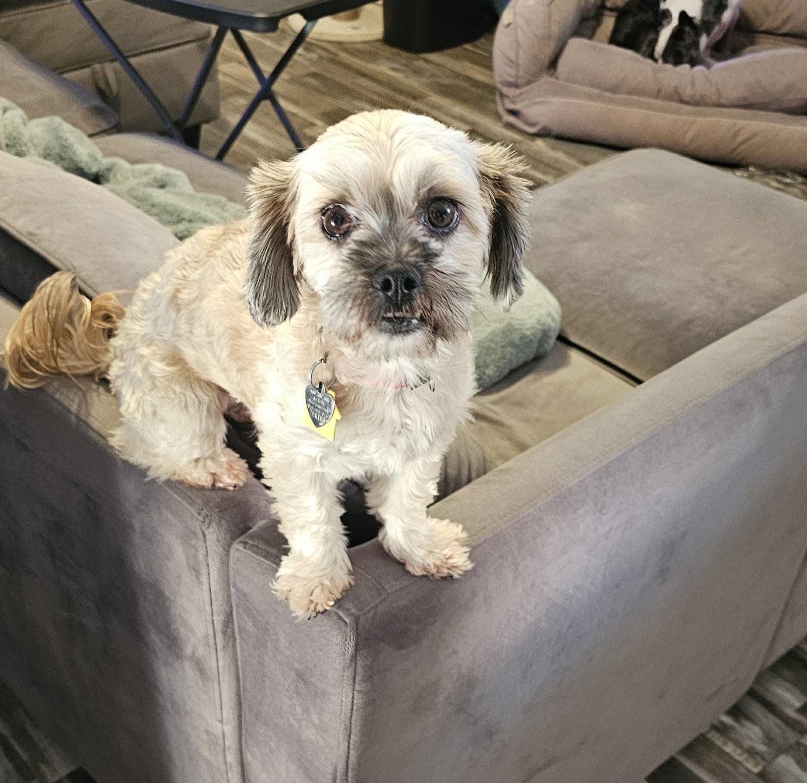 Pepper (shih Tzu), Adoptable, Young Female Shih Tzu & Poodle.