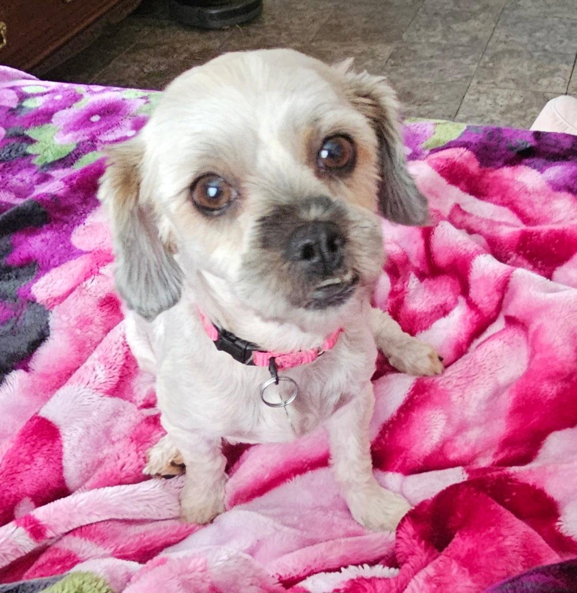 Enlarge Pepper, a Adoptable mixed breed in Oakhurst, NJ image 2/3