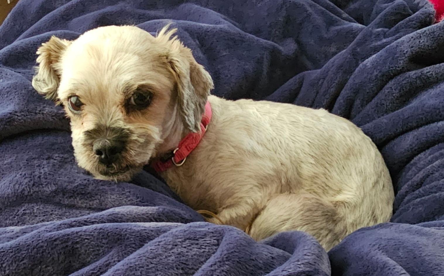 Enlarge Pepper, a Adoptable mixed breed in Oakhurst, NJ image 3/3