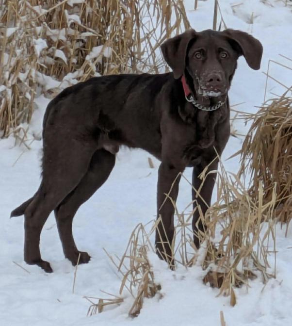 Enlarge Ziggy, a Adoptable Labrador Retriever in Anchorage, AK image 1/2
