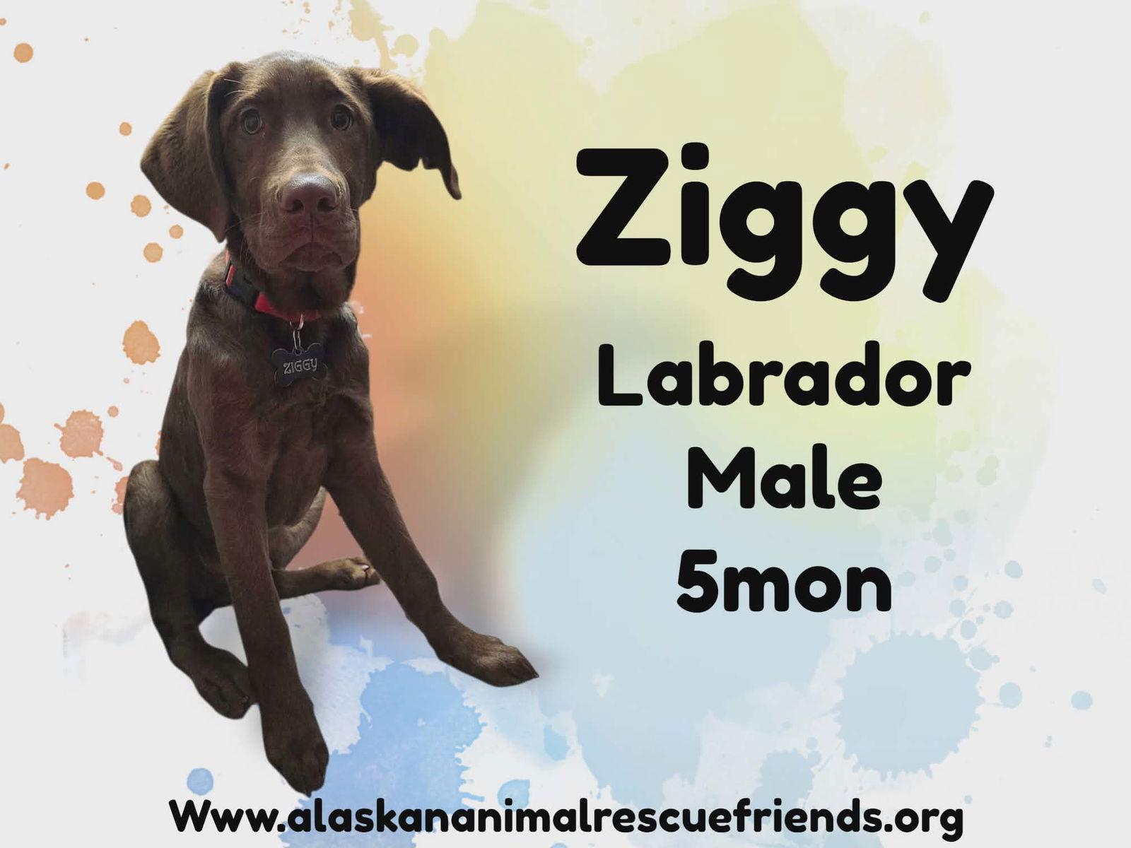 Enlarge Ziggy, a Adoptable Labrador Retriever in Anchorage, AK image 2/2