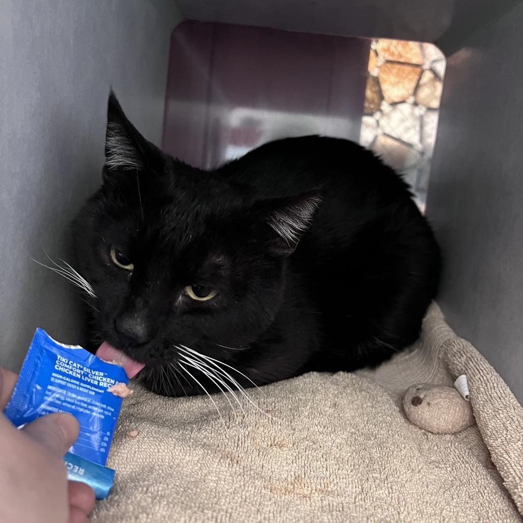 Enlarge Sturgeon, a Adoptable Domestic Medium Hair in Glenwood Springs, CO image 1/5