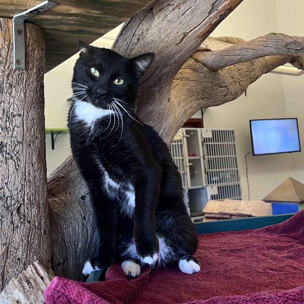 Enlarge Sturgeon, a Adoptable Domestic Medium Hair in Glenwood Springs, CO image 1/6