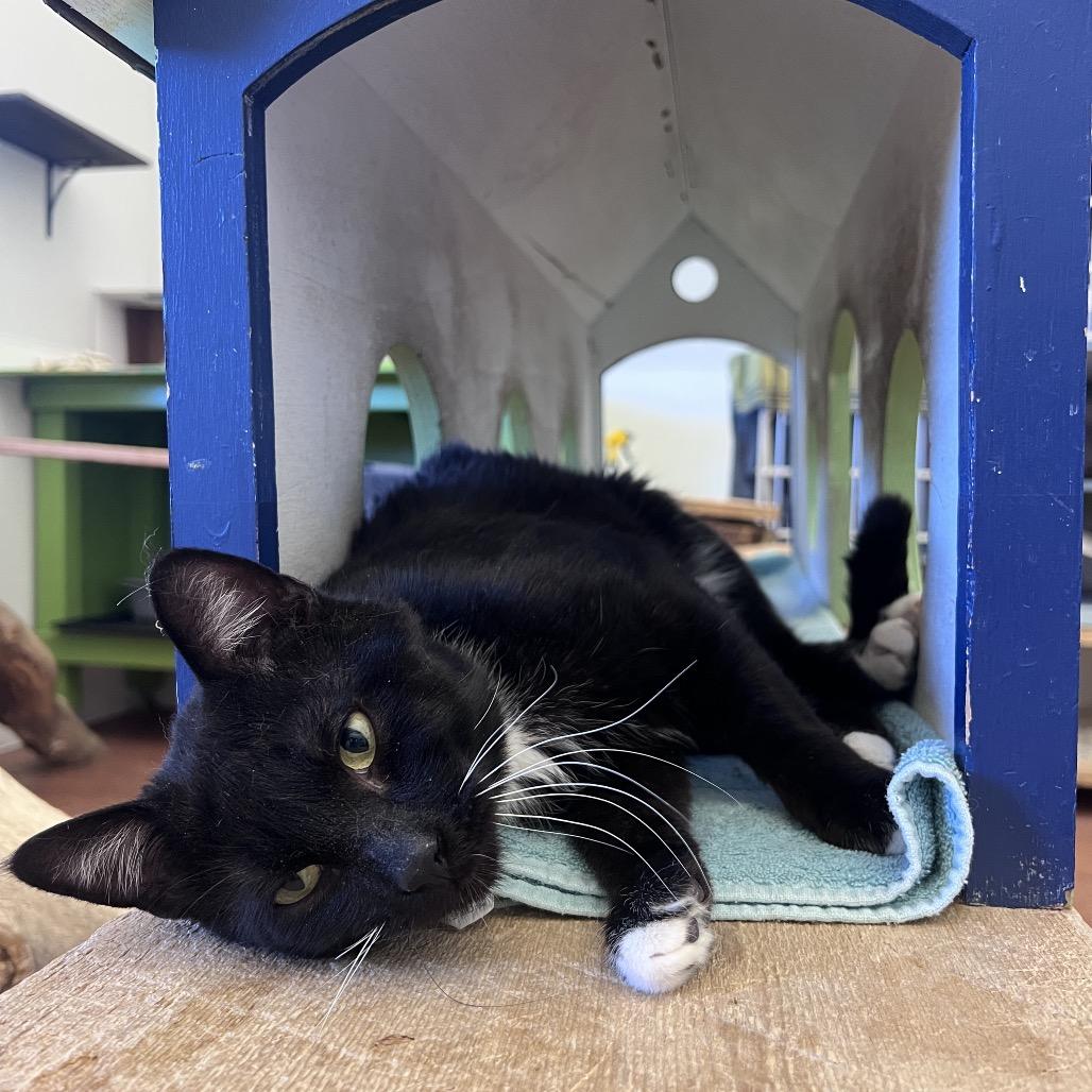 Enlarge Sharkie, a Adoptable Domestic Medium Hair in Glenwood Springs, CO image 1/6
